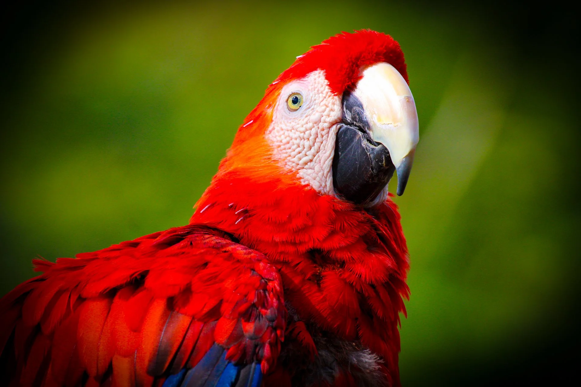 Copy of Scarlet Macaw(1).jpg