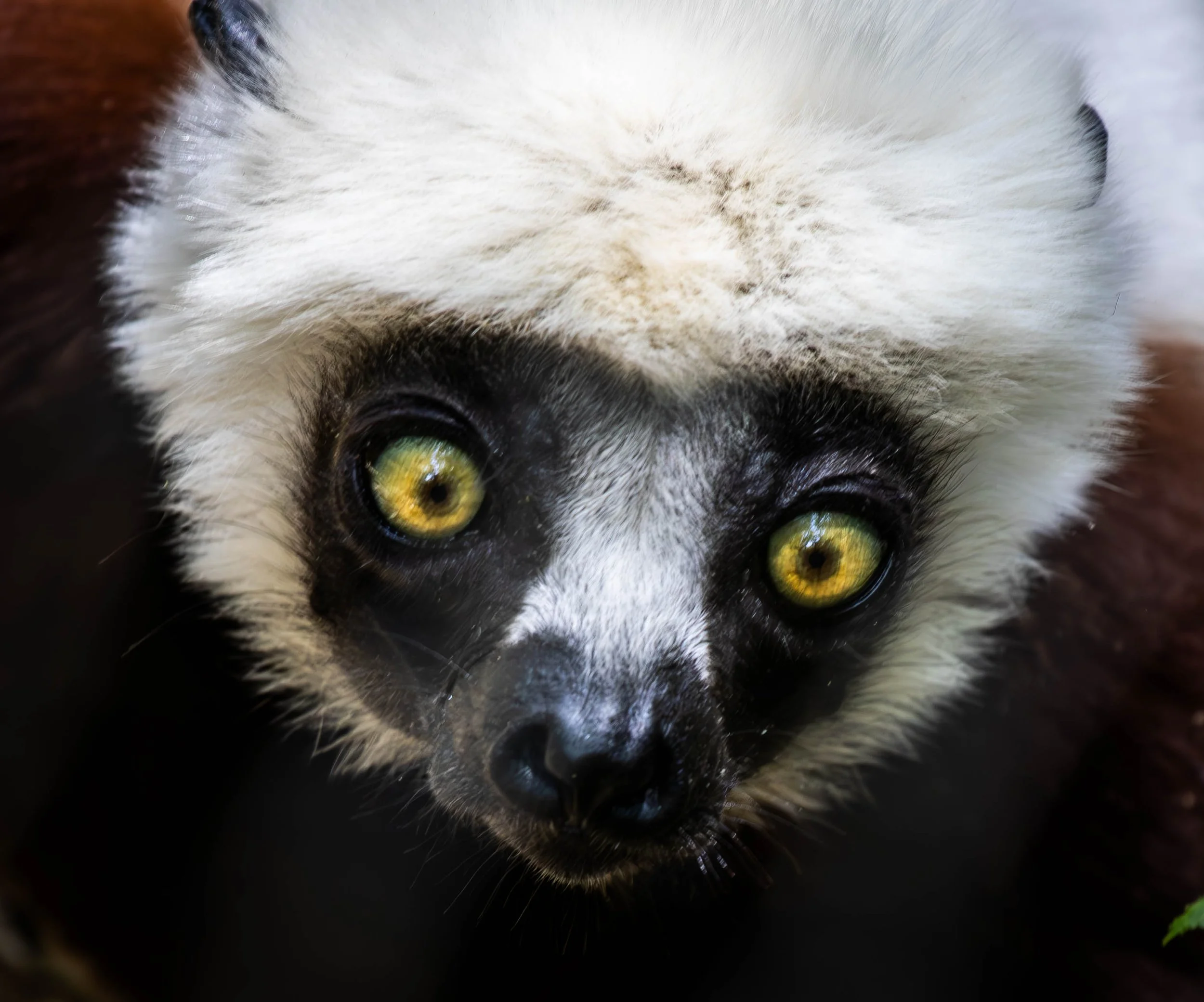 Coquerels Sifaka 2 (1 of 1).jpg
