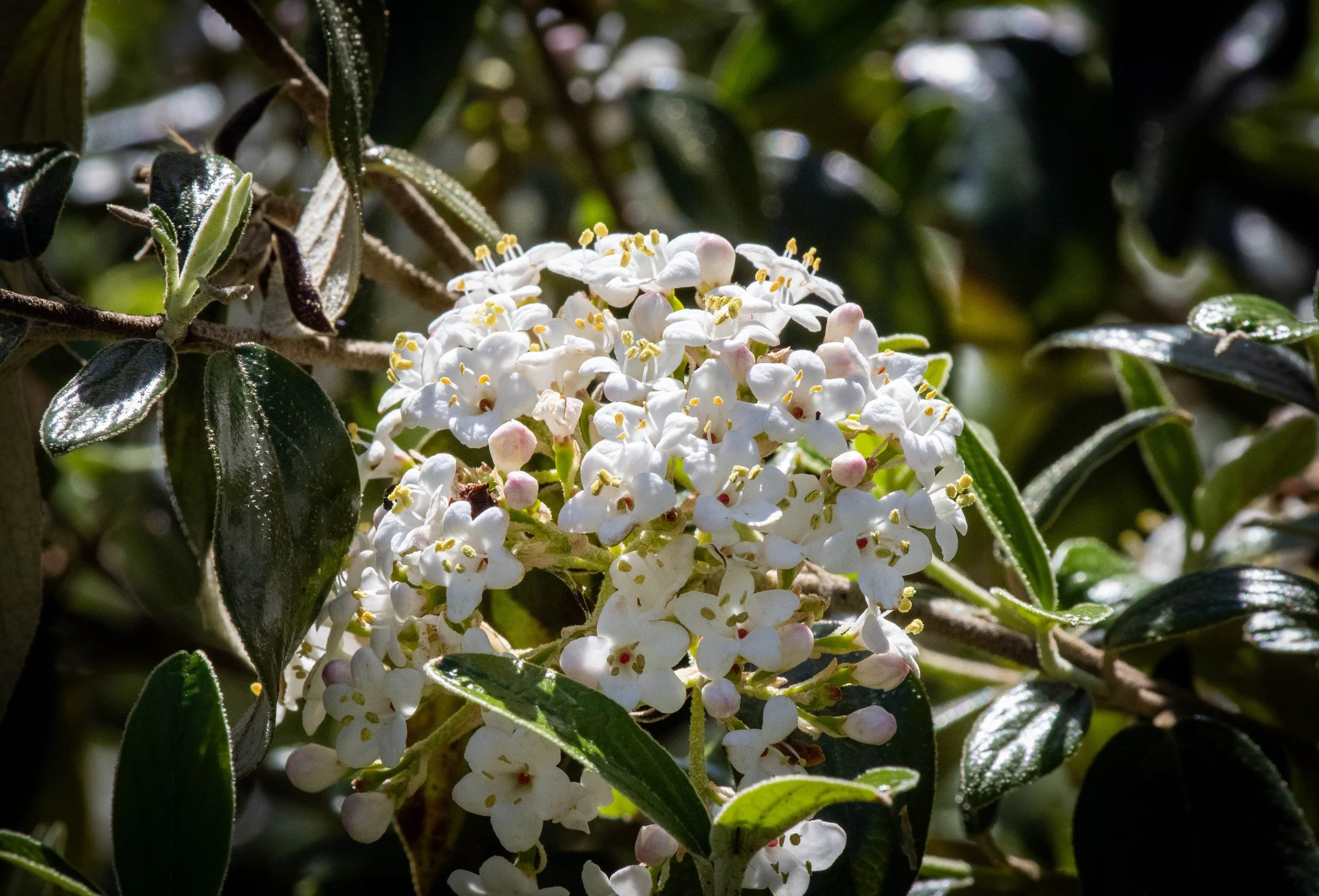 Copy of flower 1 (1 of 1)(1).jpg