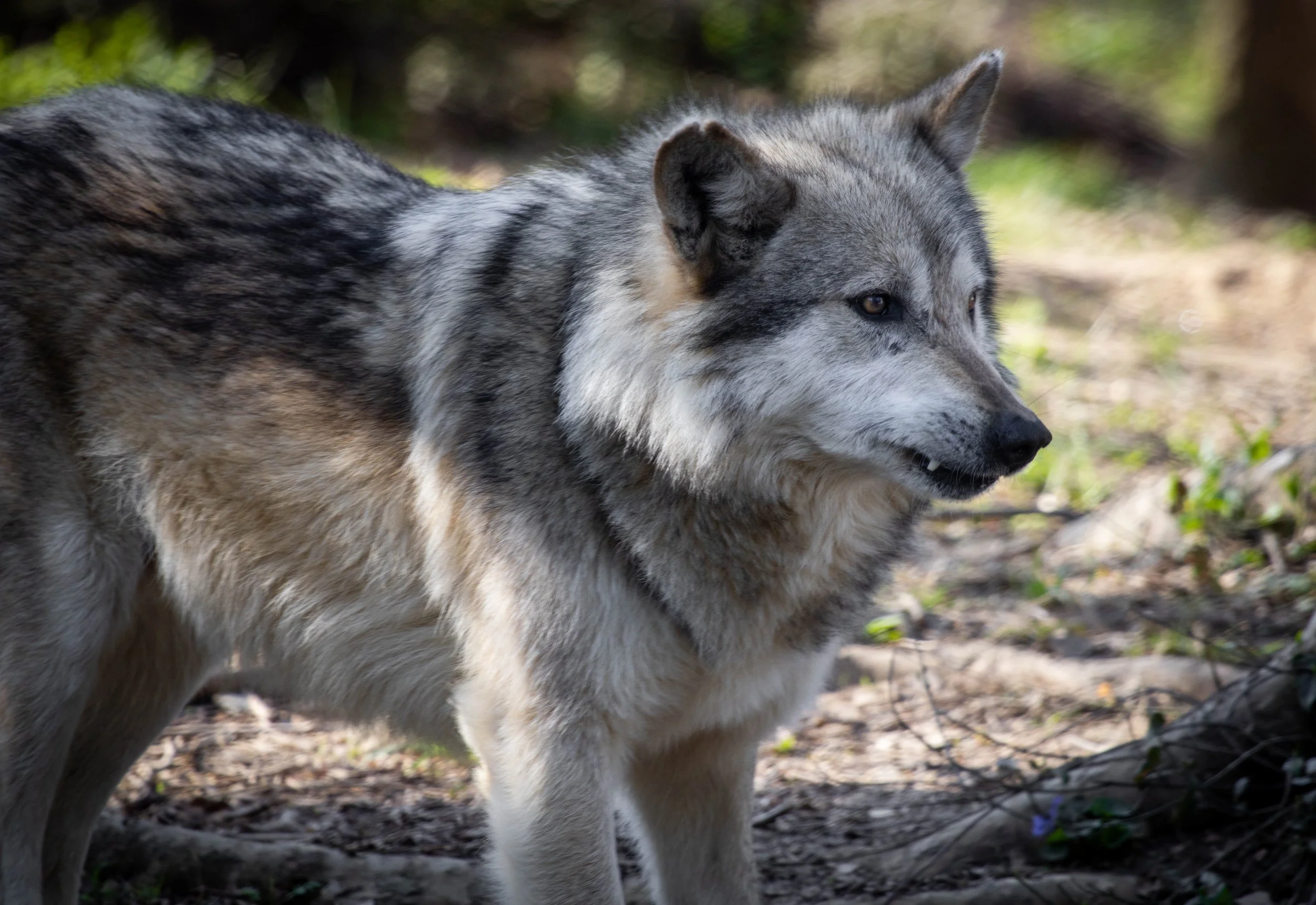 Copy of Mexican Gray Wolf(2).jpg