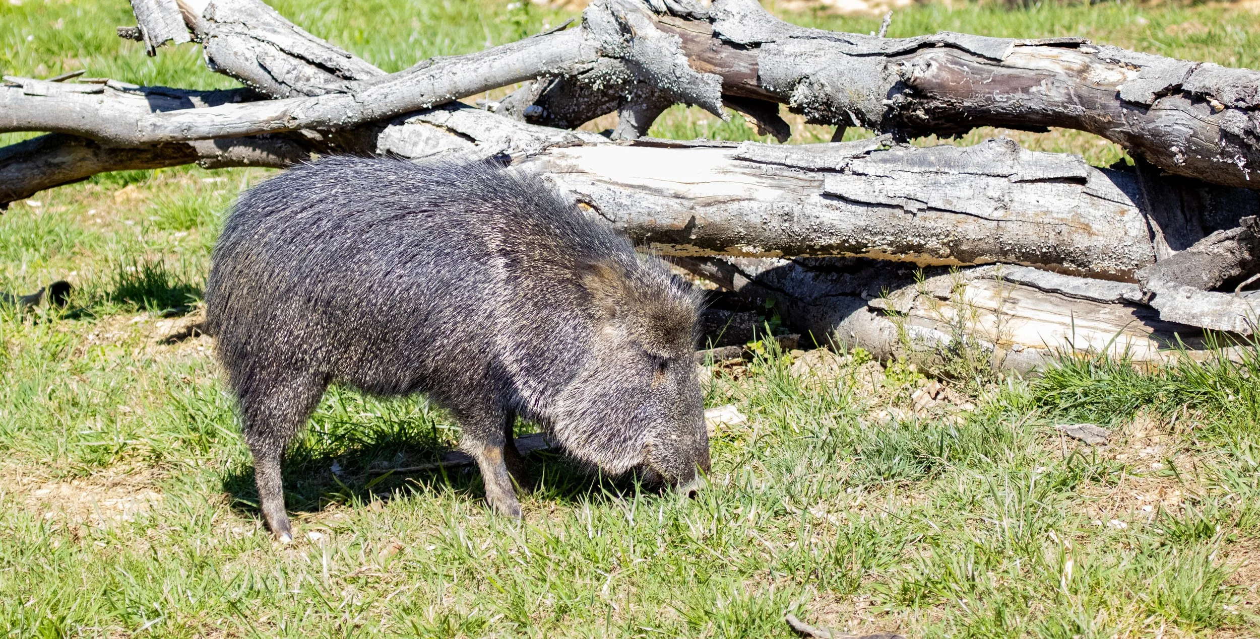 Copy of peccary (1 of 1).jpg