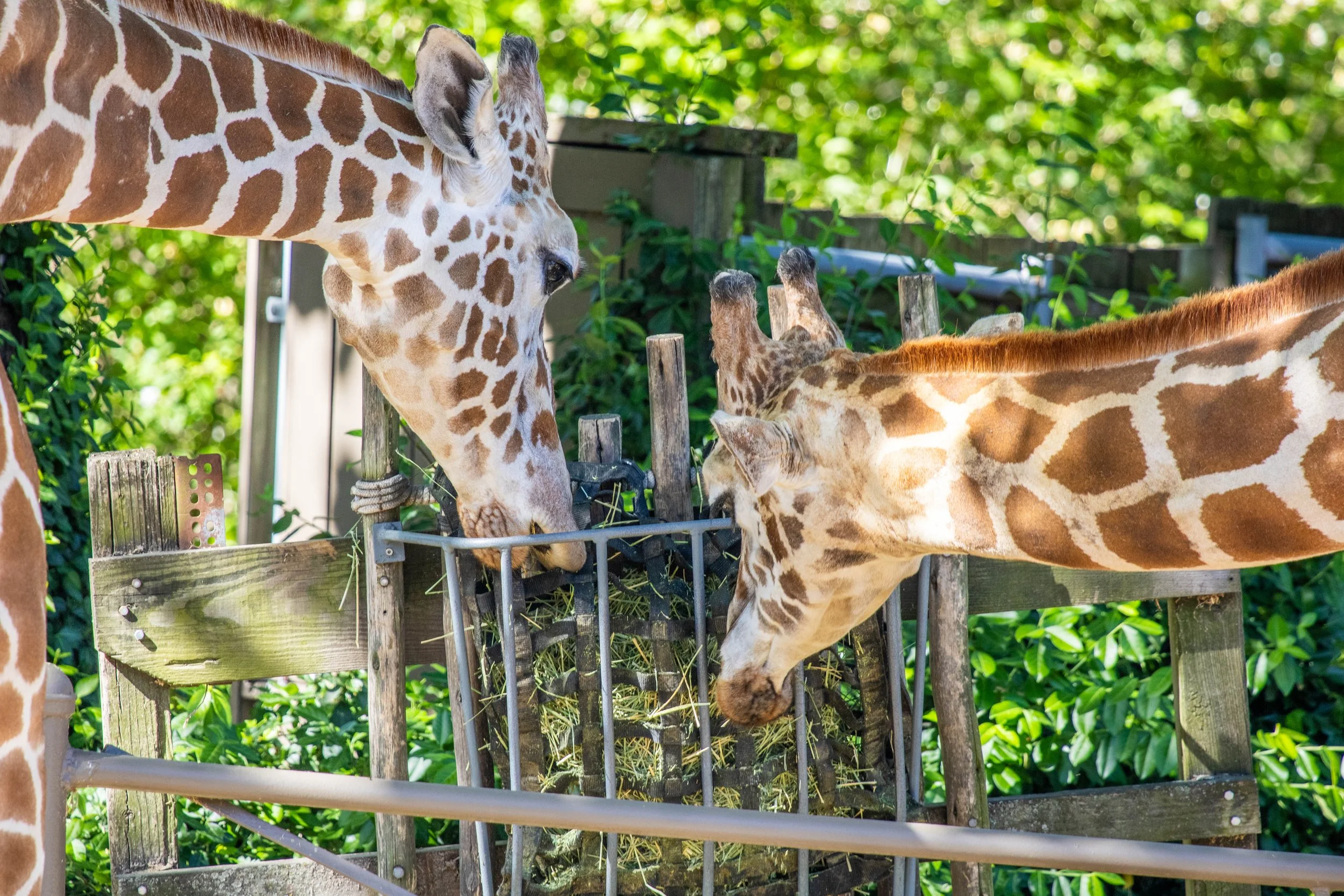 giraffes eating (1 of 1)(1).jpg