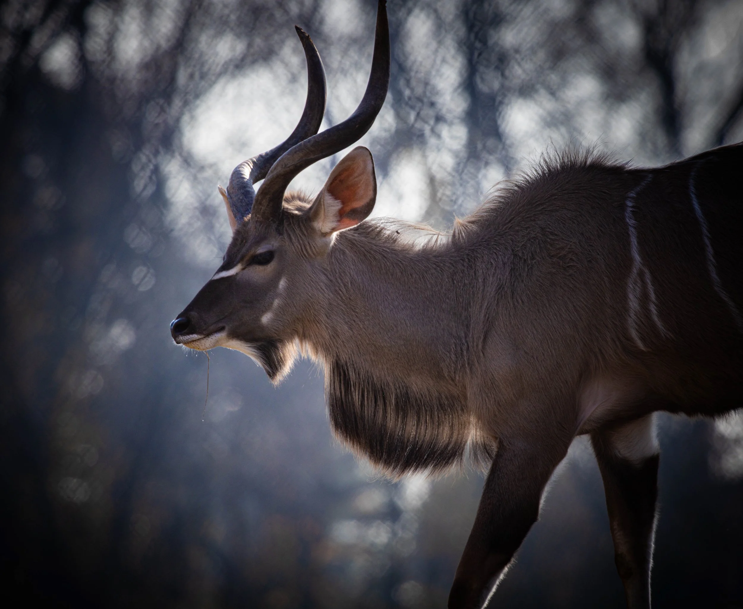 Copy of Greater Kudu.jpg