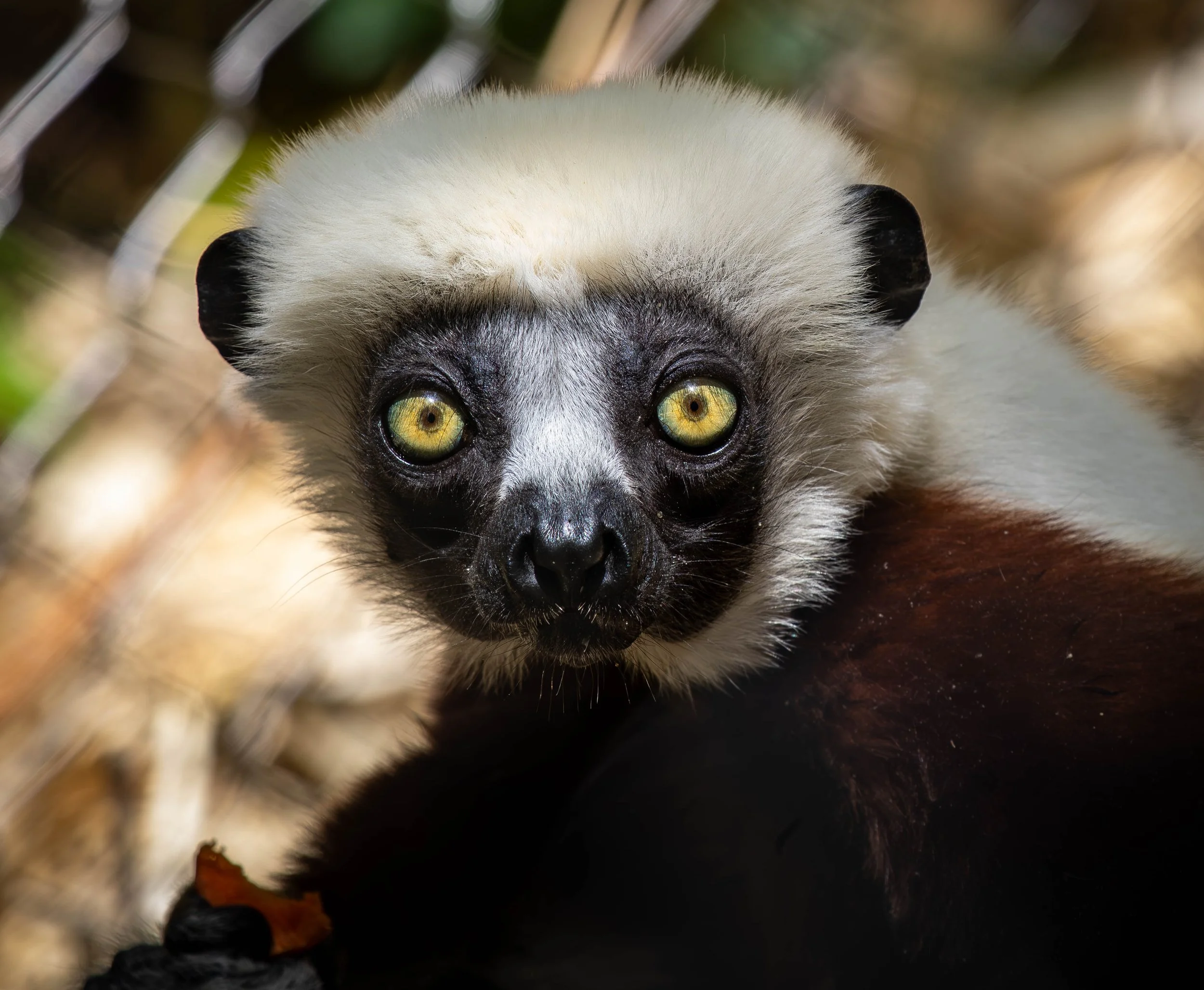 Coquerels Sifaka 4 (1 of 1).jpg