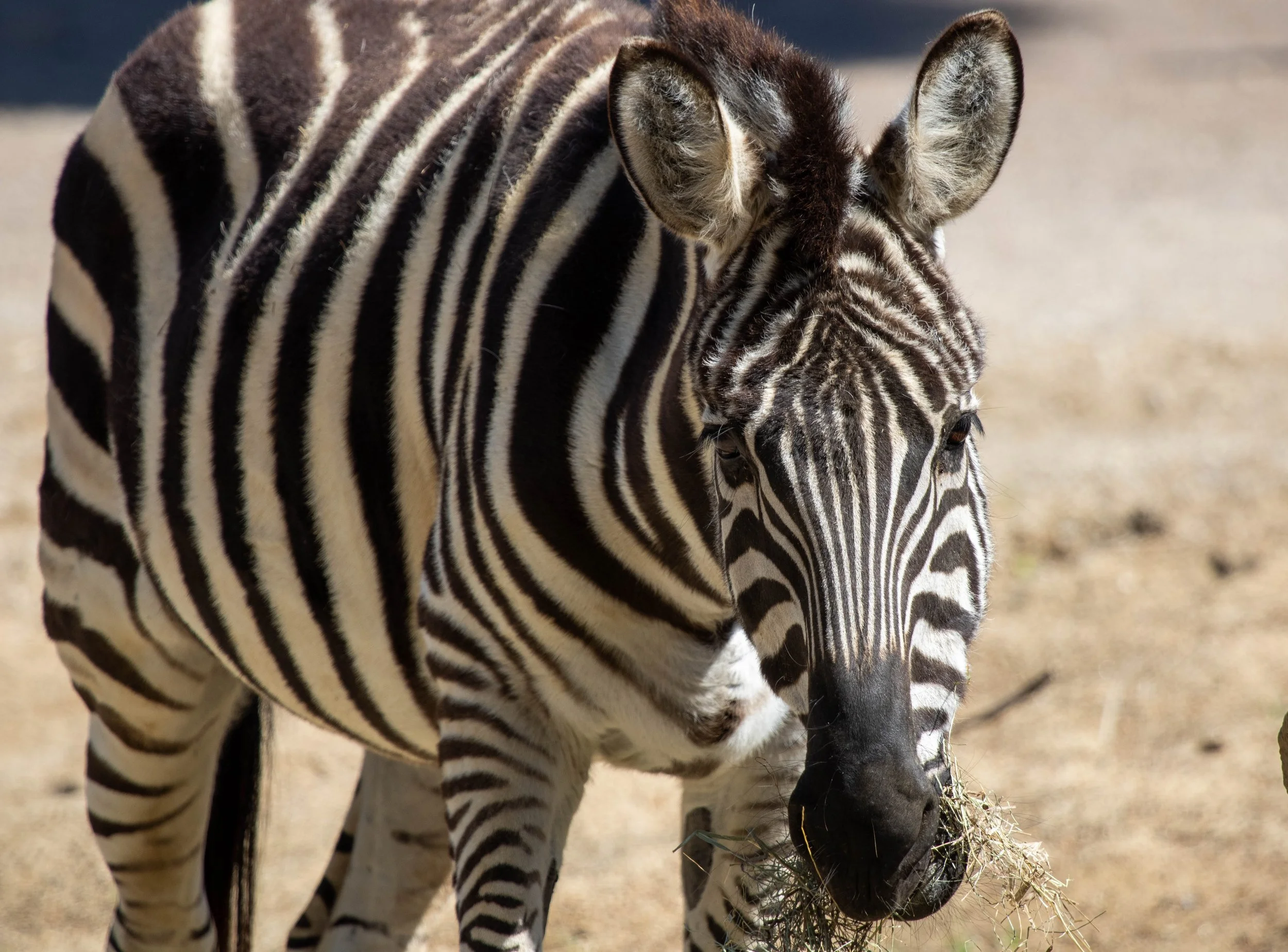 Copy of zebra (1 of 1).jpg
