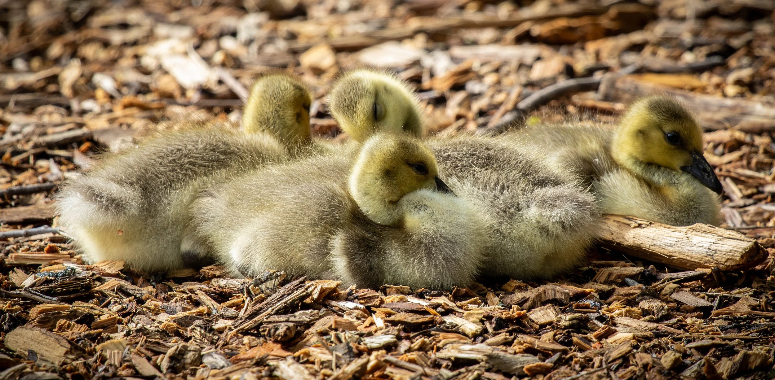 baby Geese 2 (1 of 1).jpg