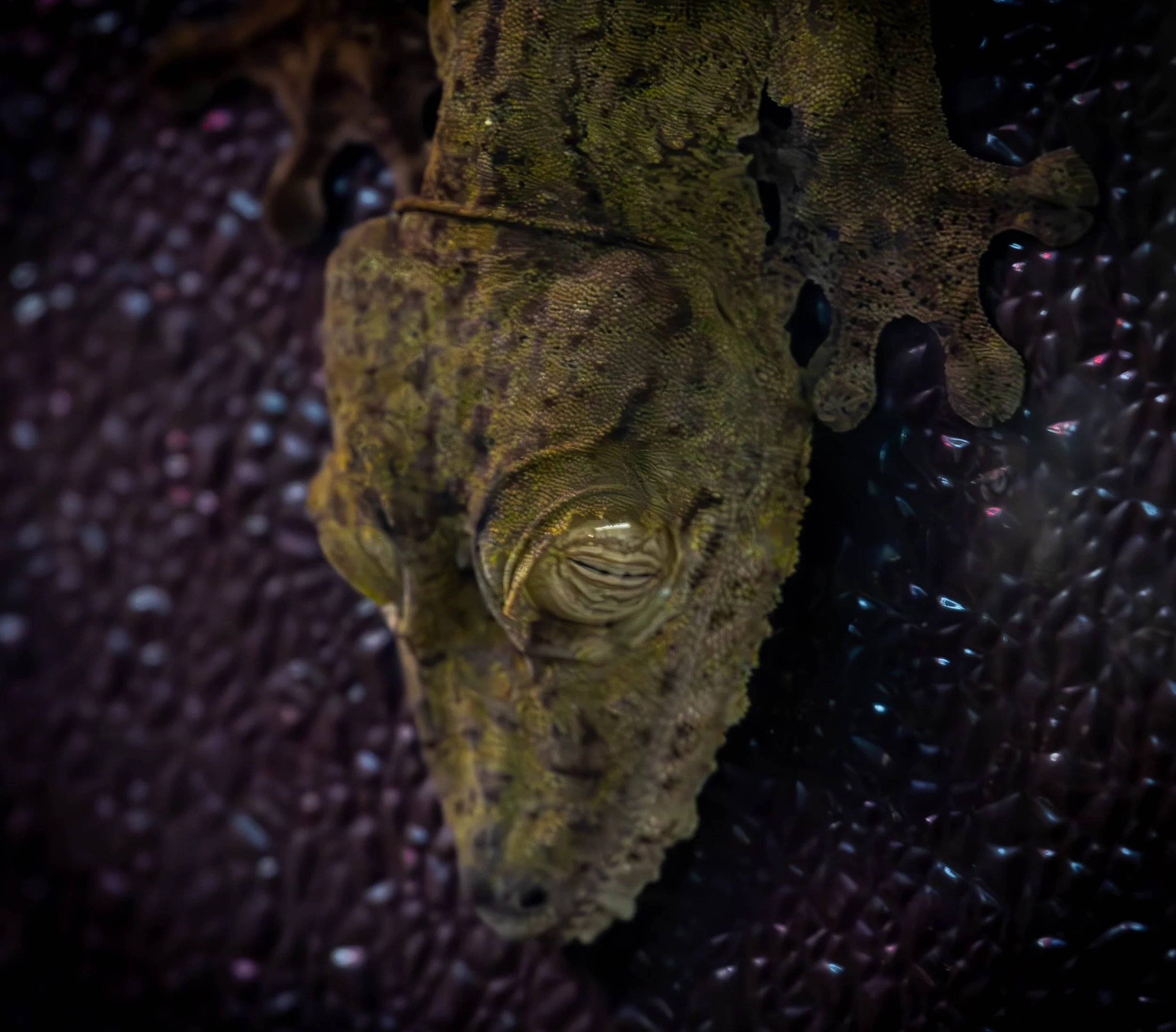 flat tailed gecko (1 of 1).jpg