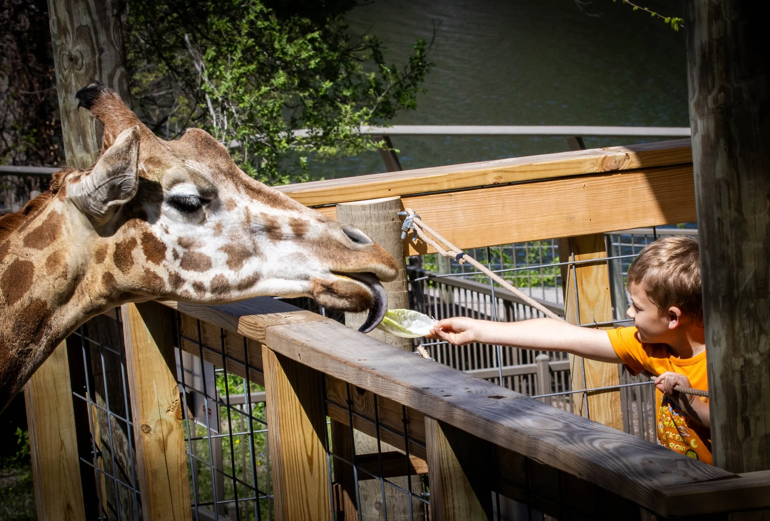 kid giraffe (1 of 1).jpg
