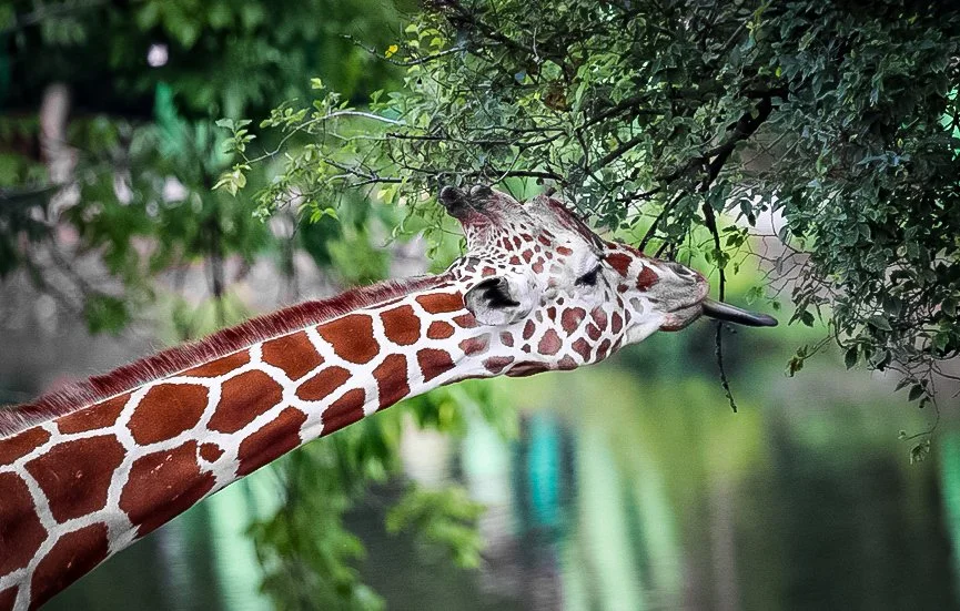Copy of Giraffe(1).jpg