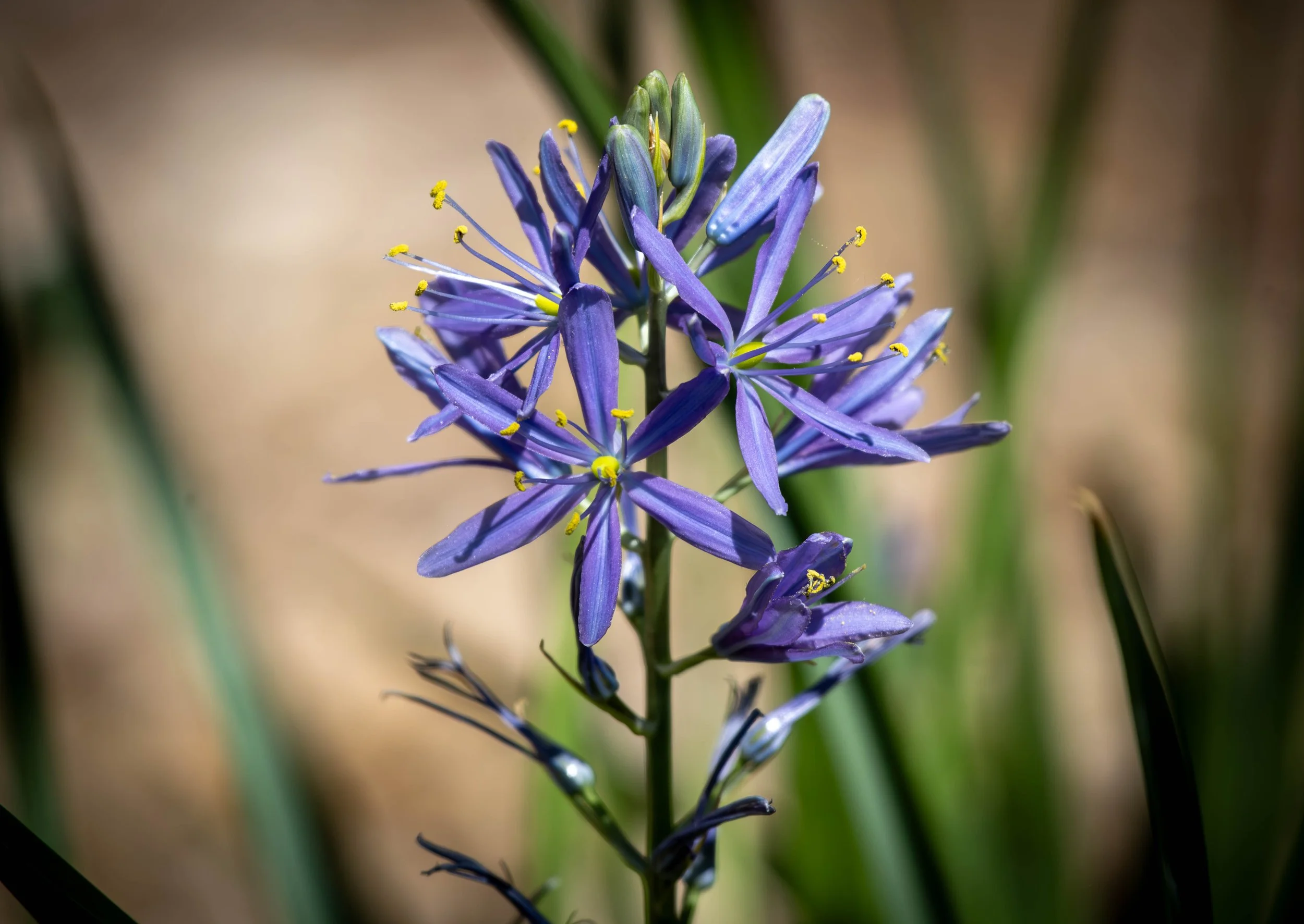Copy of flower (1 of 1).jpg