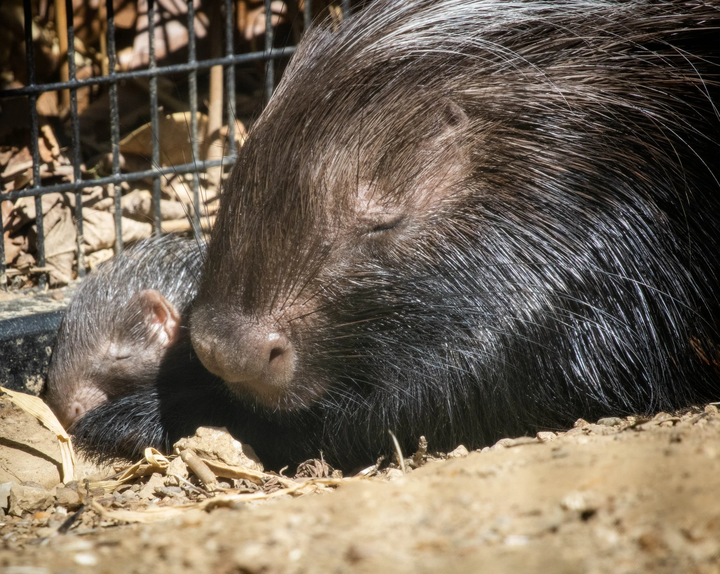 Copy of pocupine and baby (1 of 1).jpg