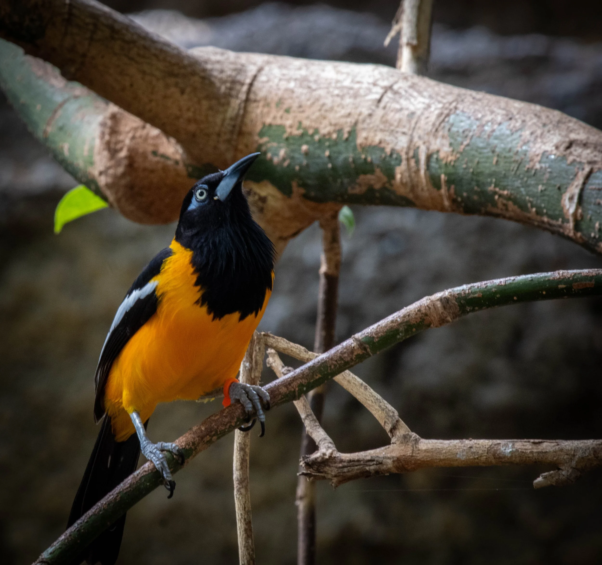 amazon bird 3 (1 of 1).jpg