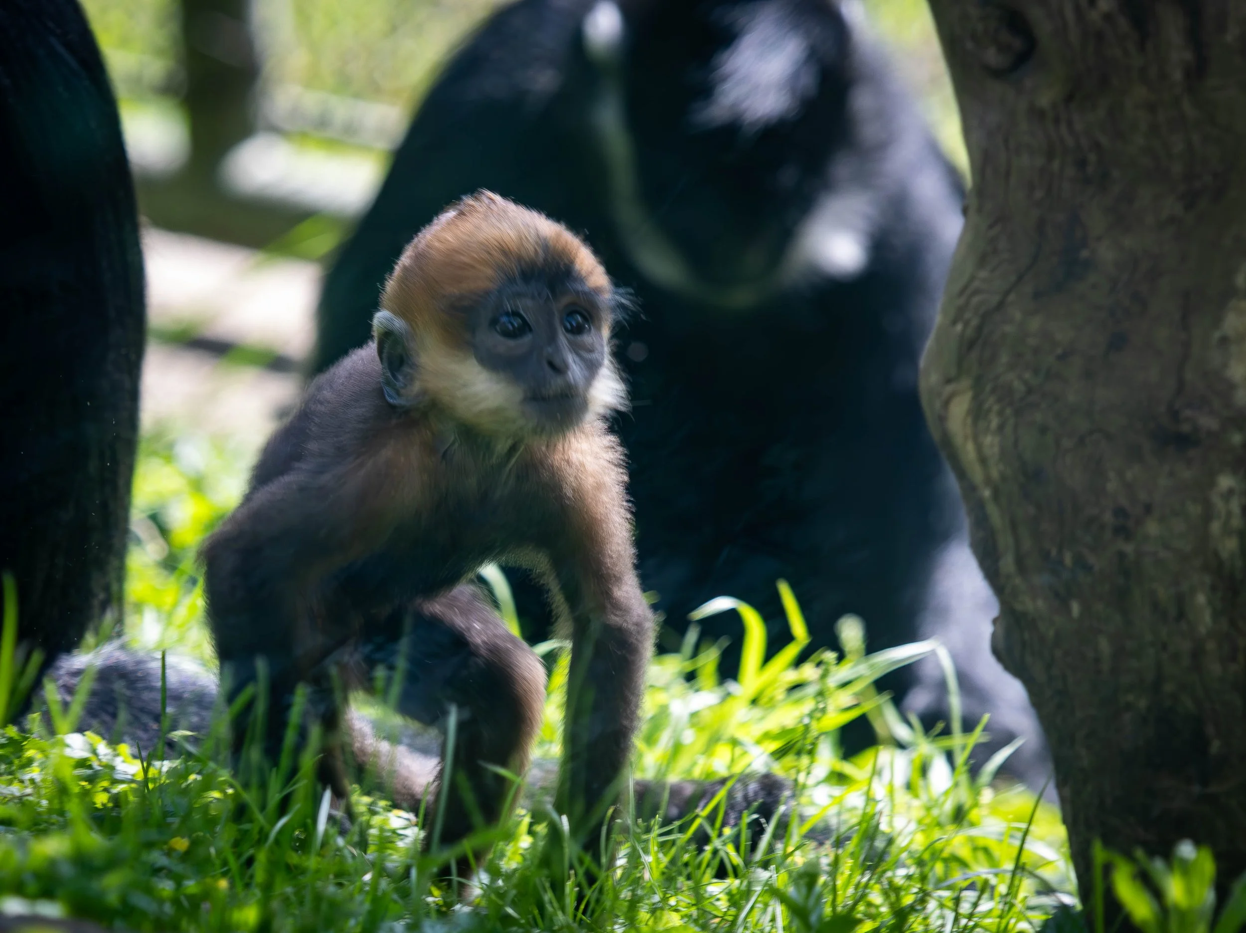 Copy of Baby Francois Langur (fern).jpg