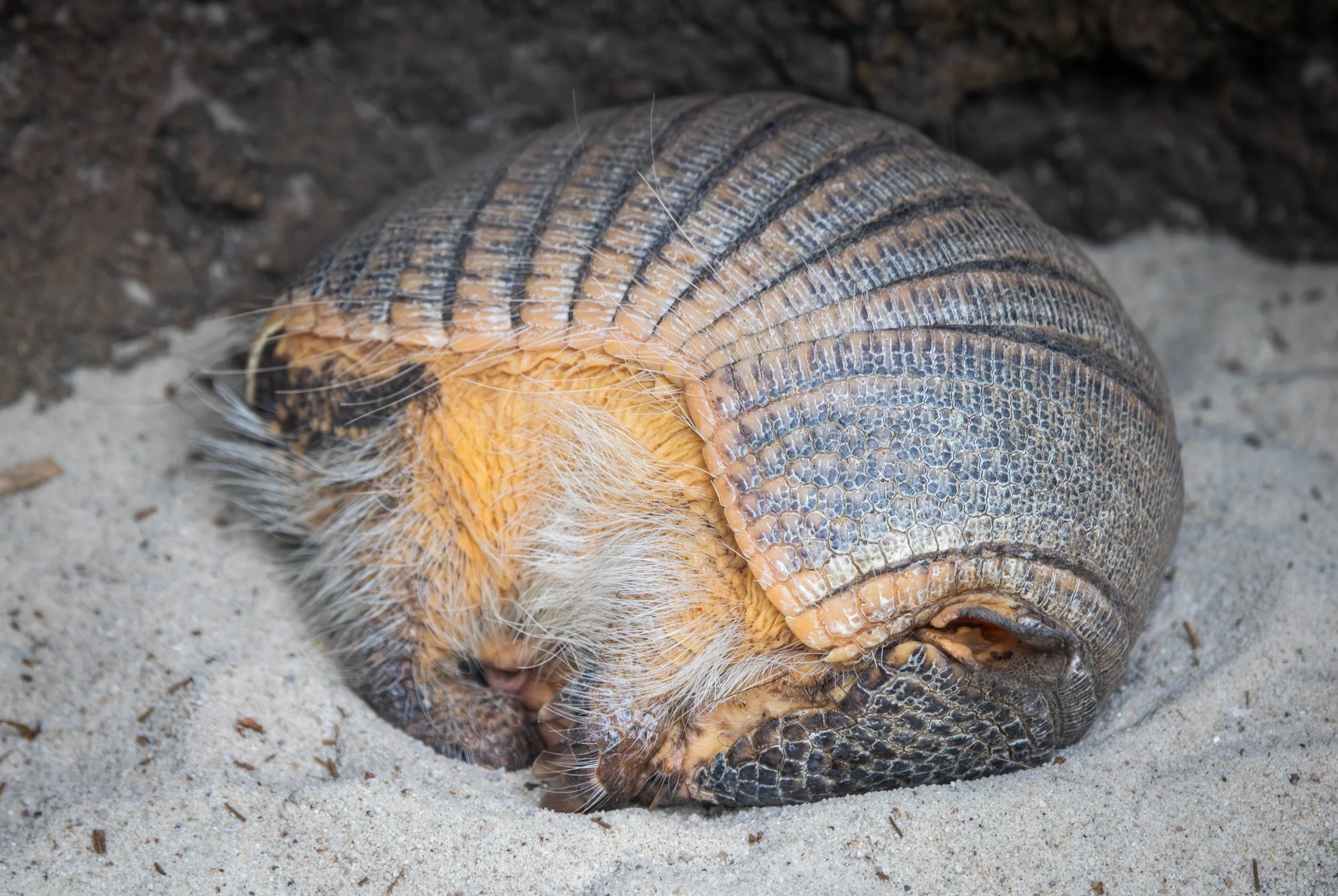 Armadillo (1 of 1).jpg