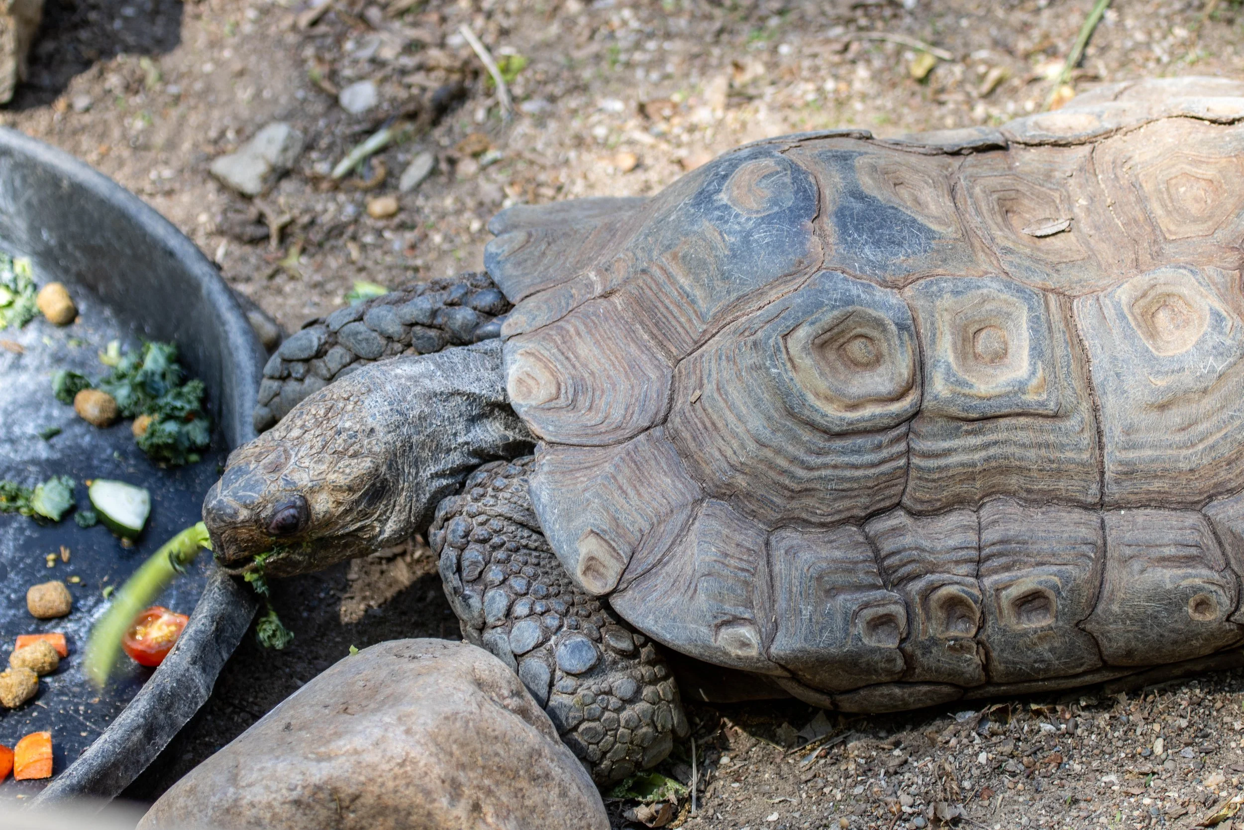 Tortoise eating 2 (1 of 1).jpg