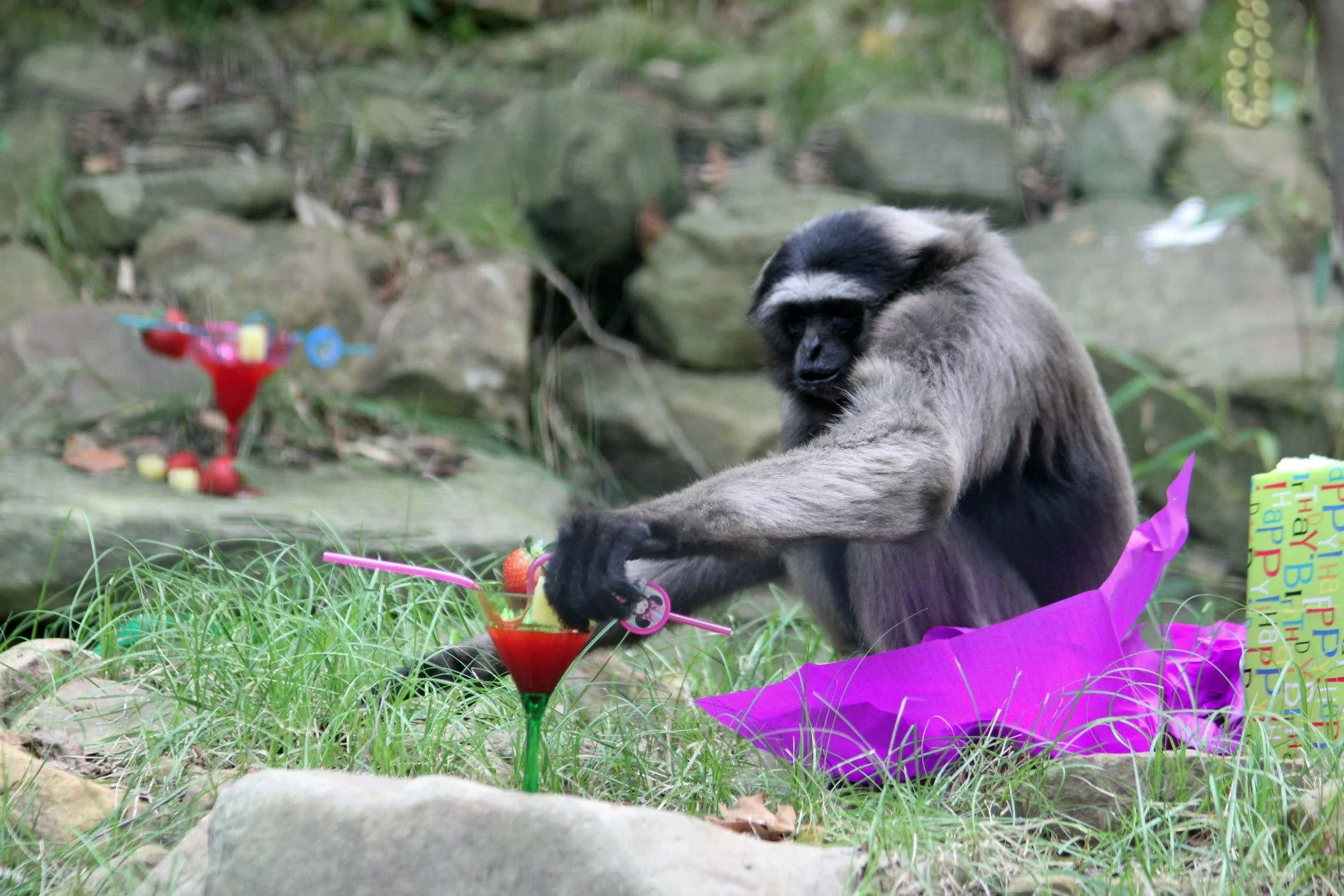 A young monkey sitting on the grass surrounded by colorful birthday decorations, including a party hat, balloons, and a small plastic cake.