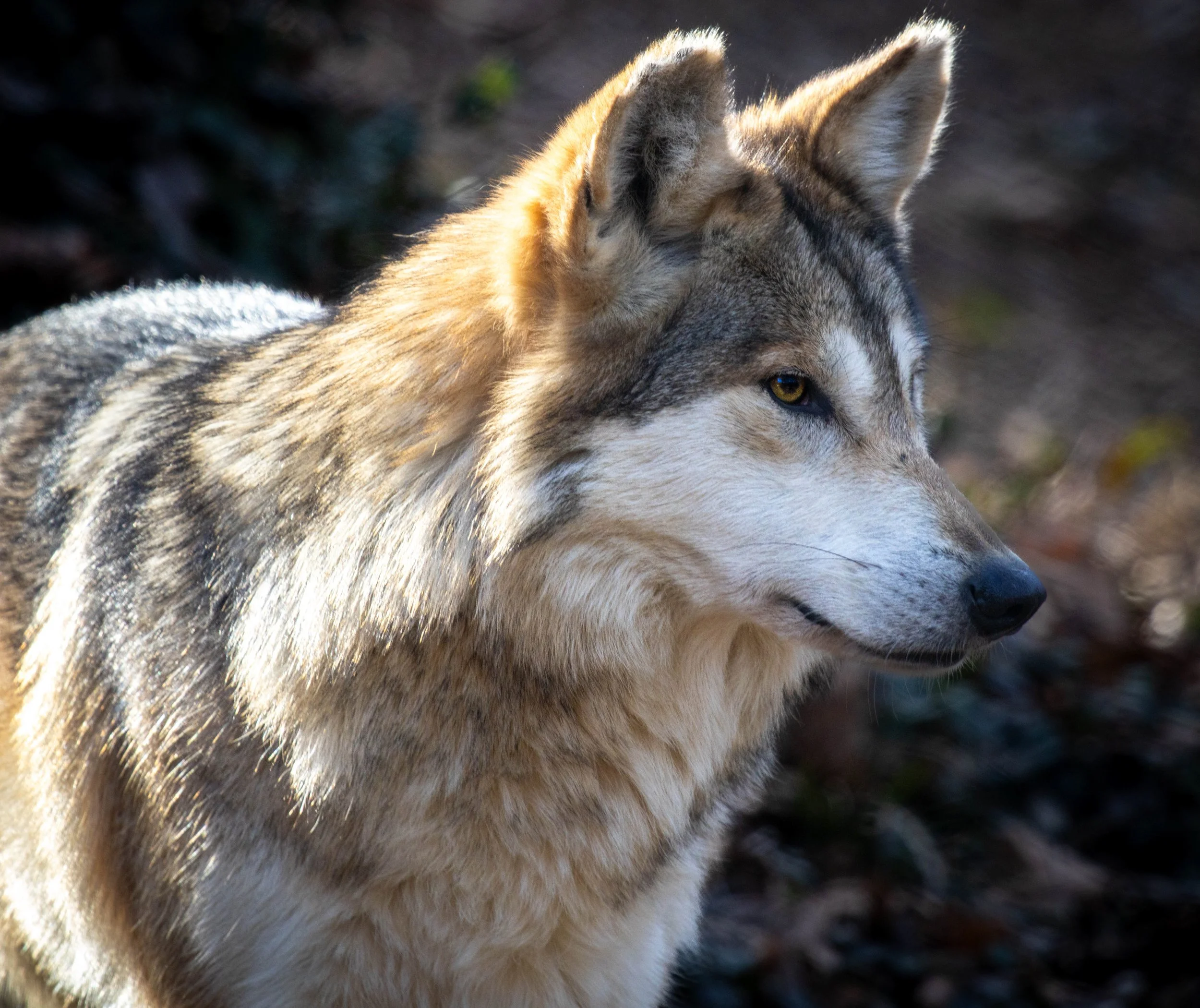 Copy of Mexican Gray Wolf(1).jpg
