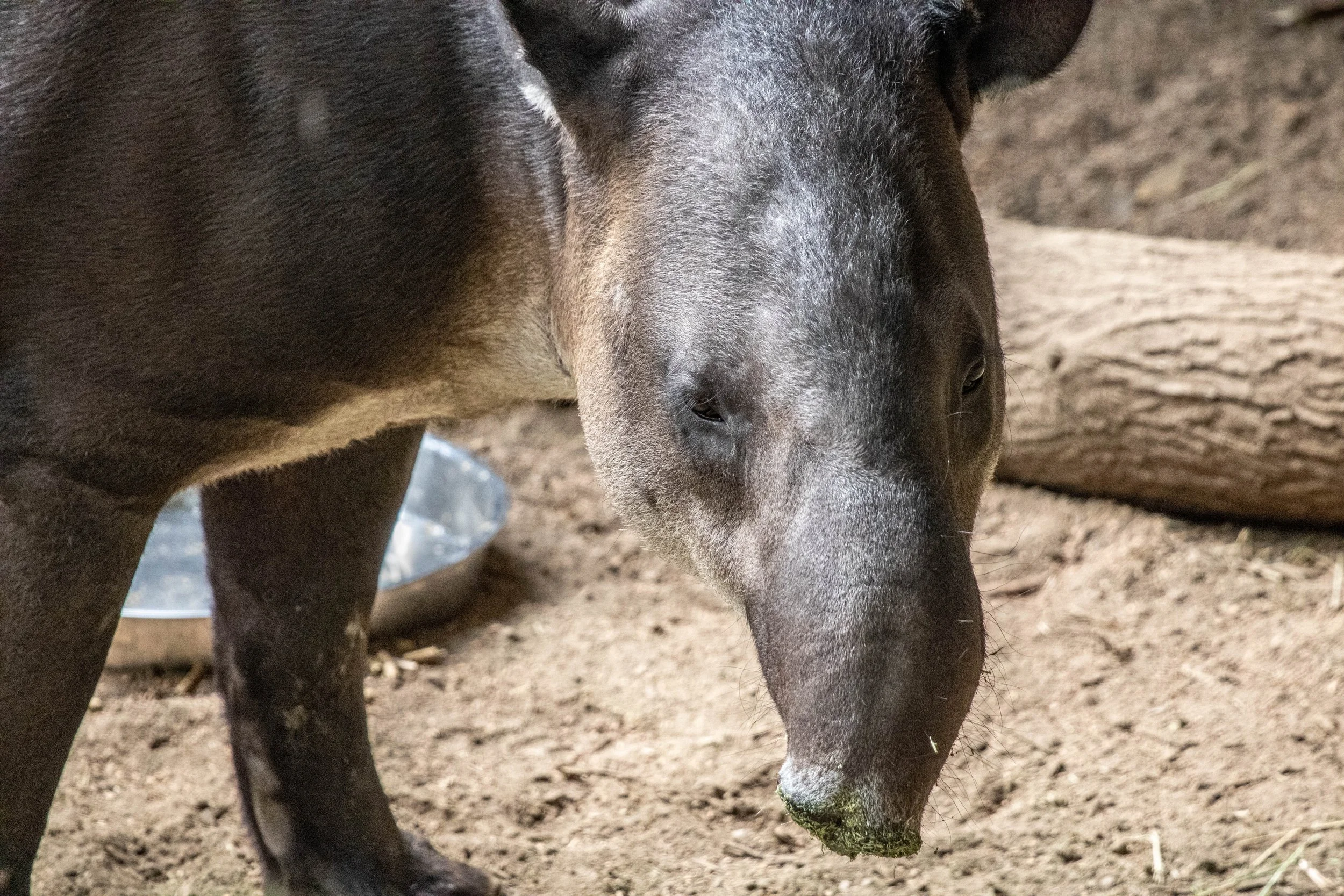Tapir (1 of 1).jpg