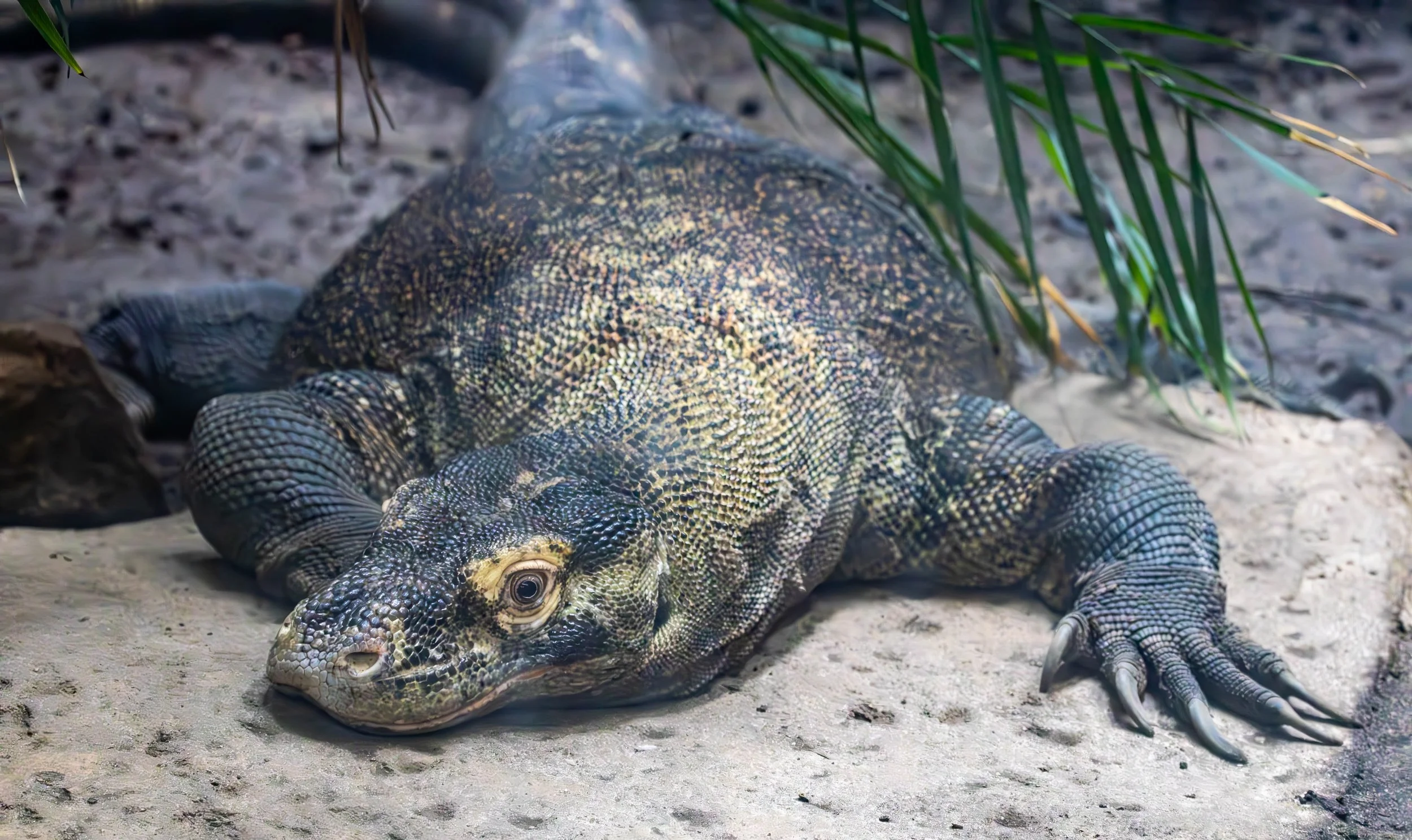 komodo dragon (1 of 1).jpg