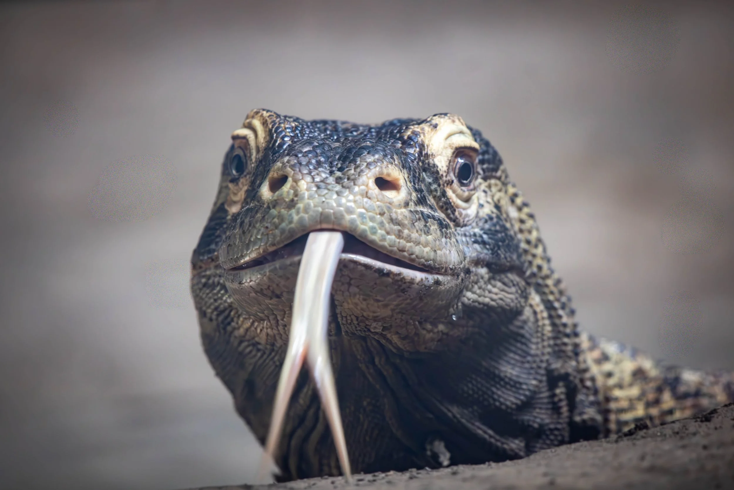 Komodo Dragon (1 of 1)(1).jpg