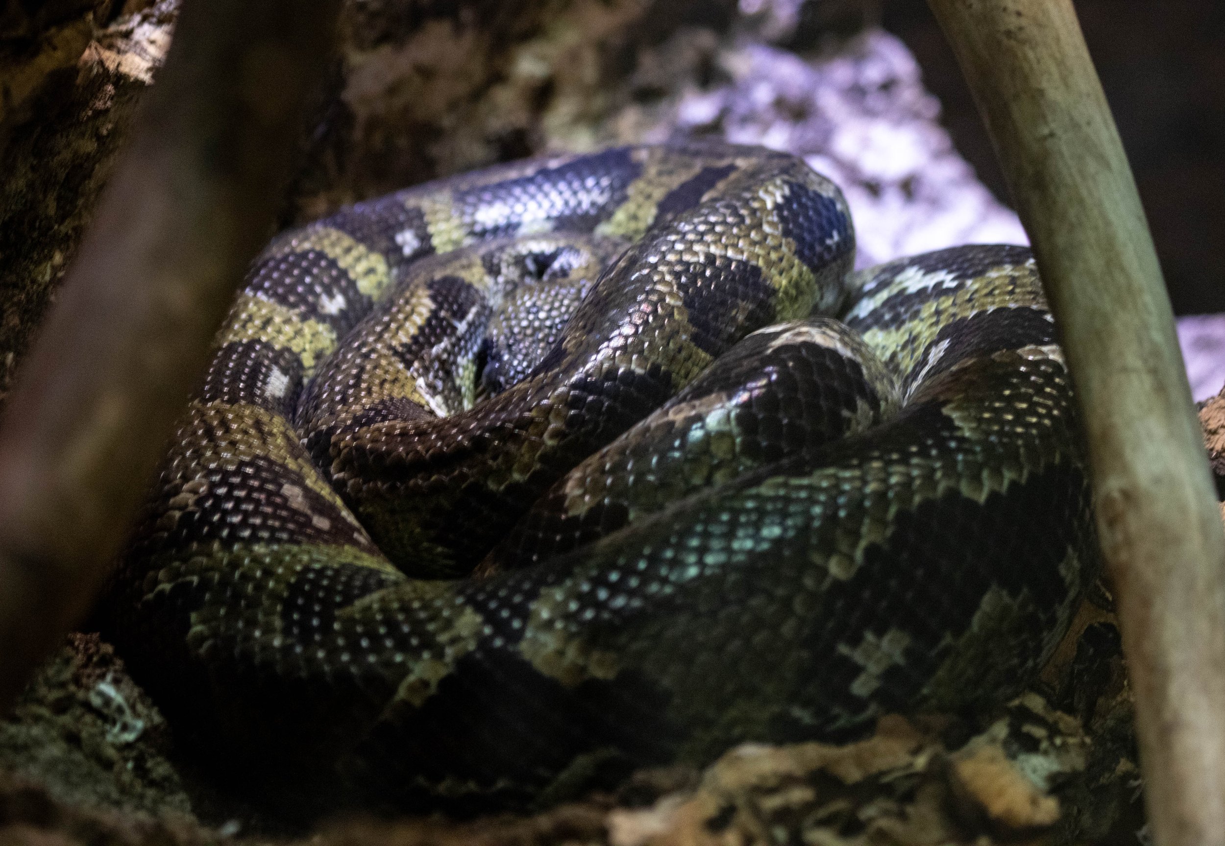 columbian tree boa (1 of 1) (1).jpg