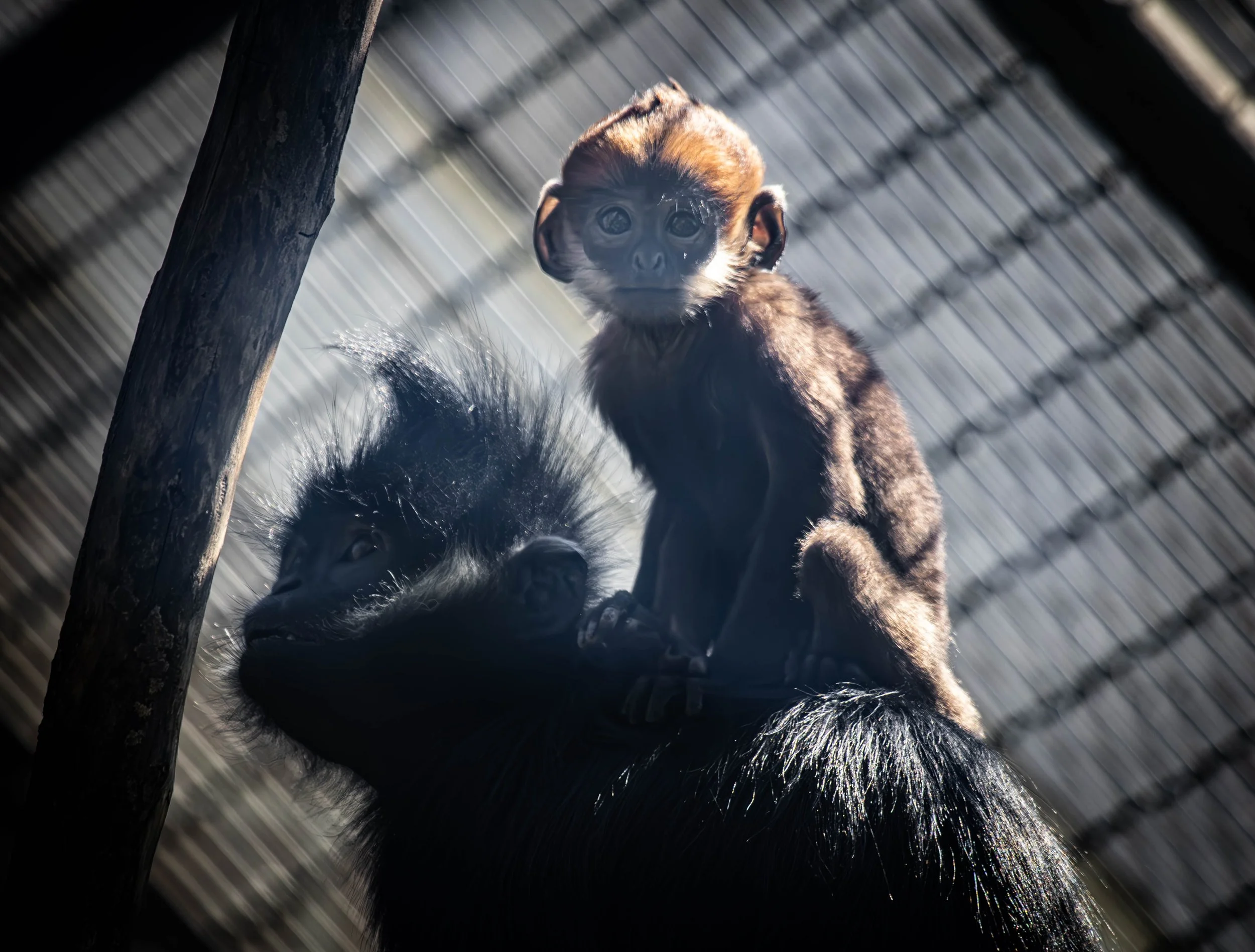 Copy of Baby Francois Langur (fern)(3).jpg