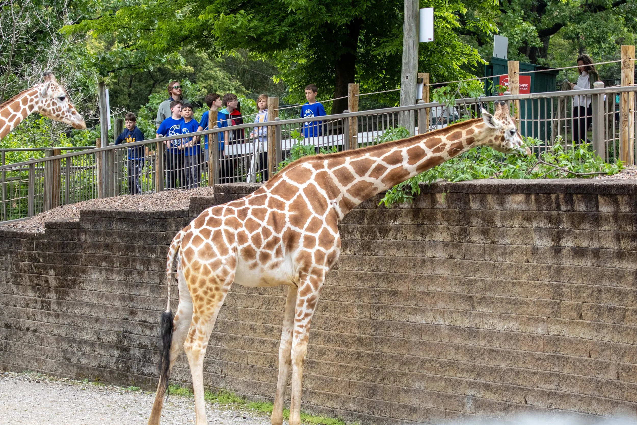Giraffes with guest (1 of 1).jpg