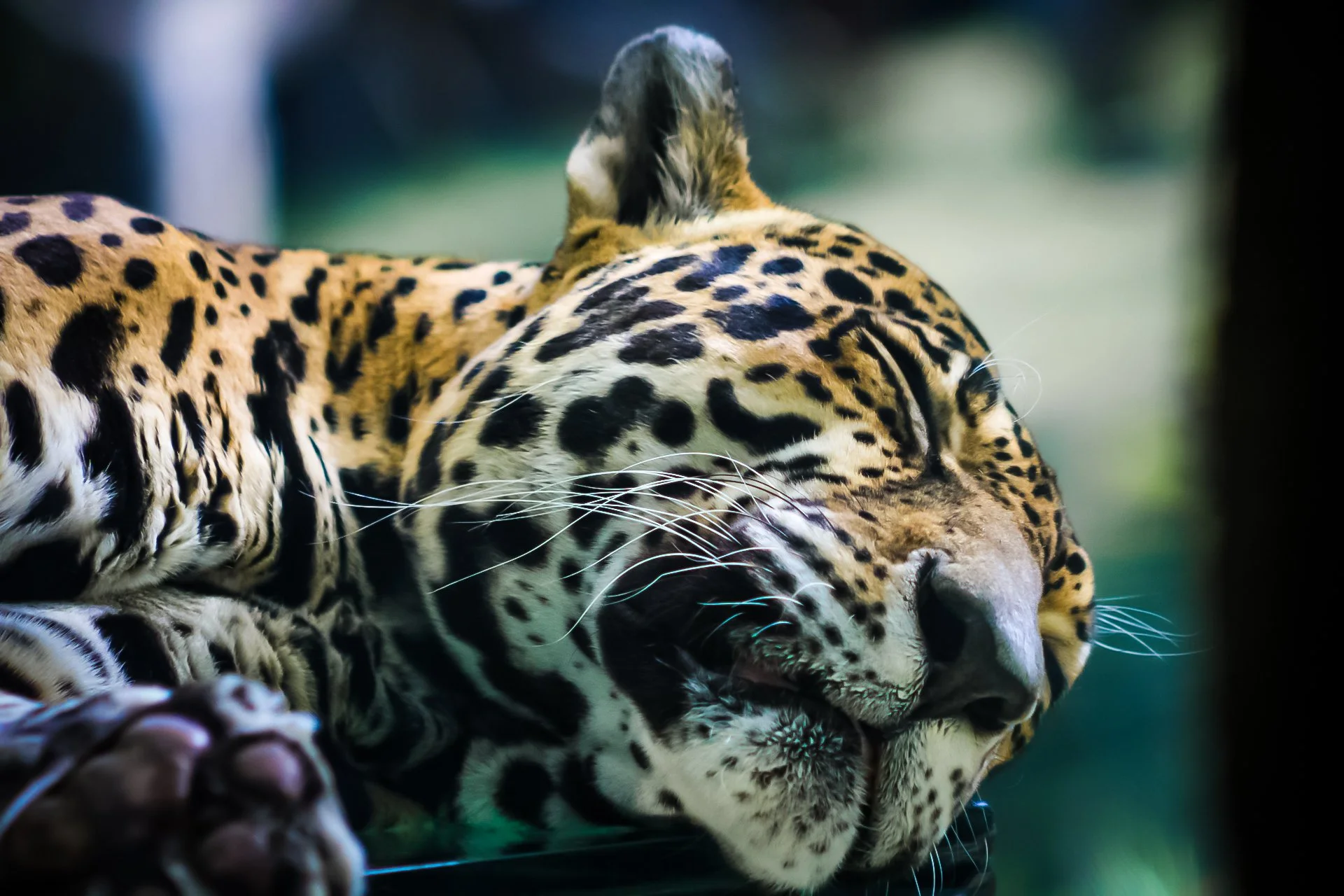 Copy of Jaguar(6).jpg
