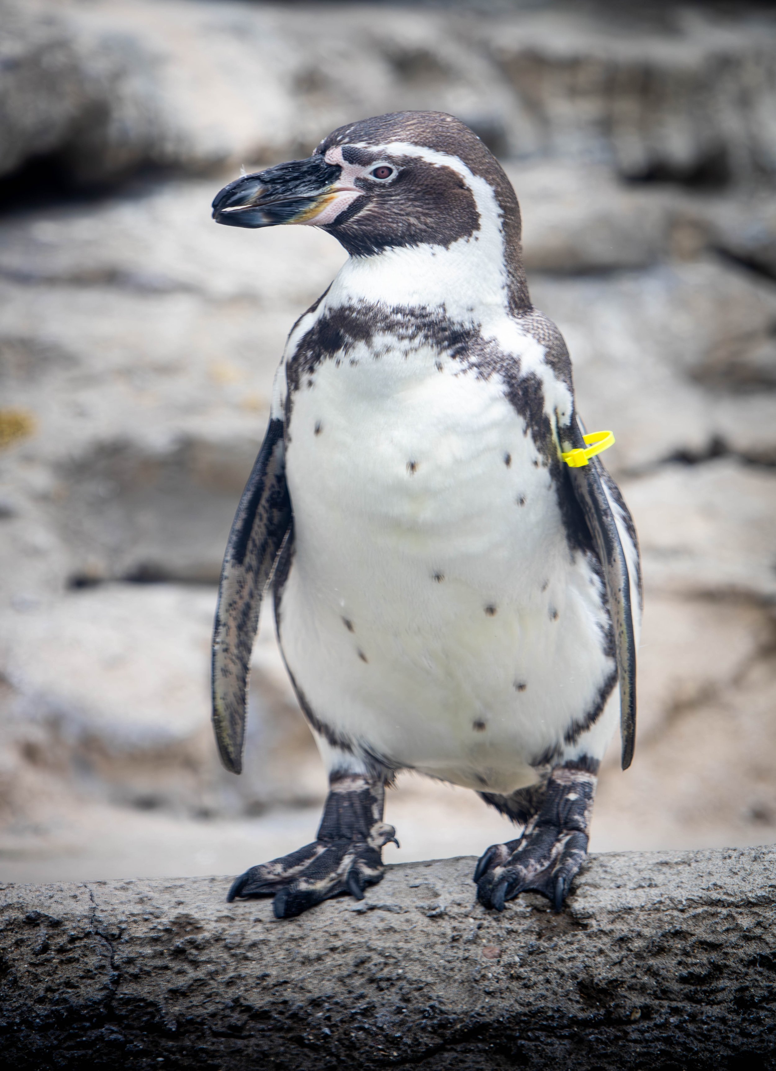 penguin 3 (1 of 1) (1).jpg