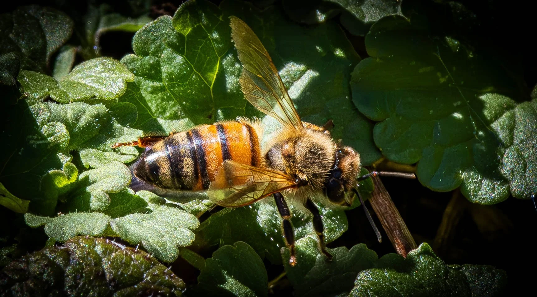 Copy of honey bee 2 (1 of 1).jpg