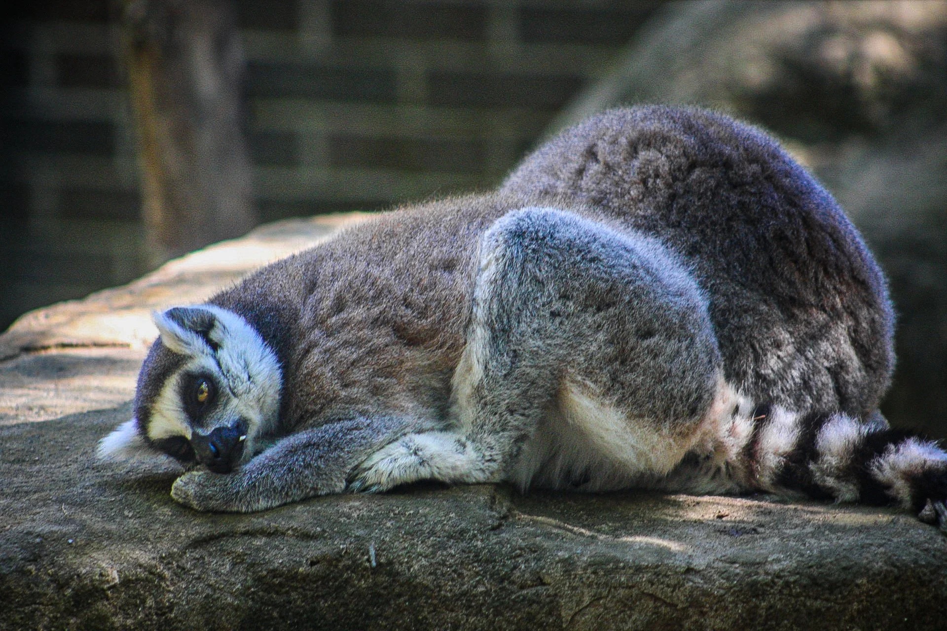 Copy of Ring-tailed lemur(4).jpg
