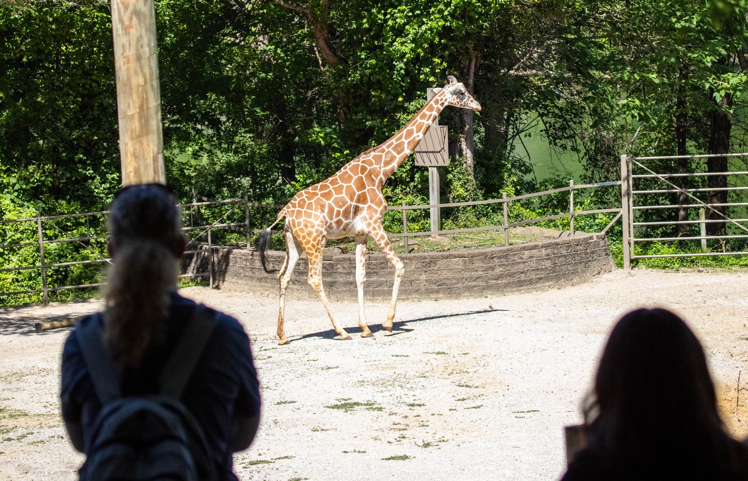 guest with giraffes (1 of 1).jpg