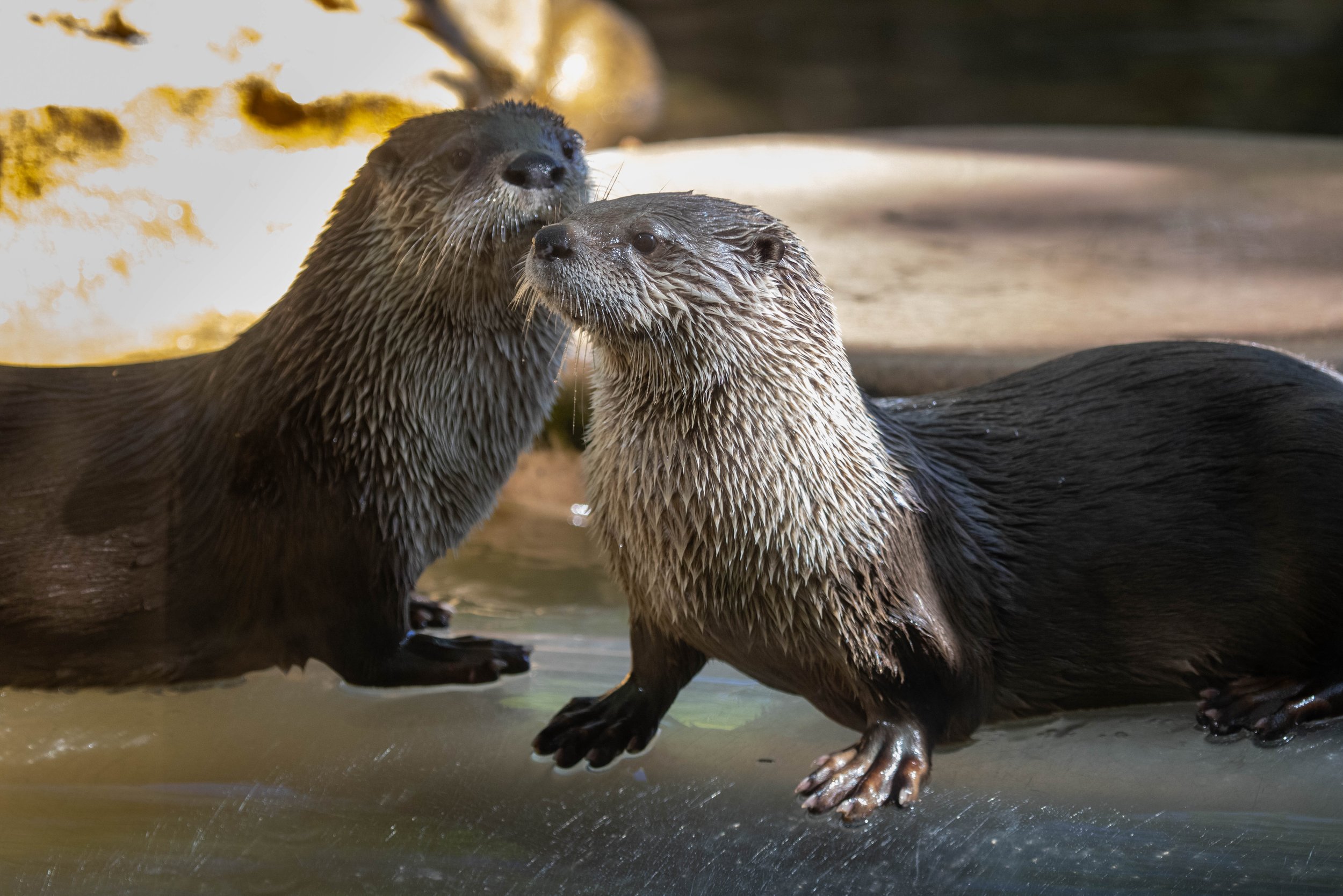 Copy of otters (1 of 1).jpg
