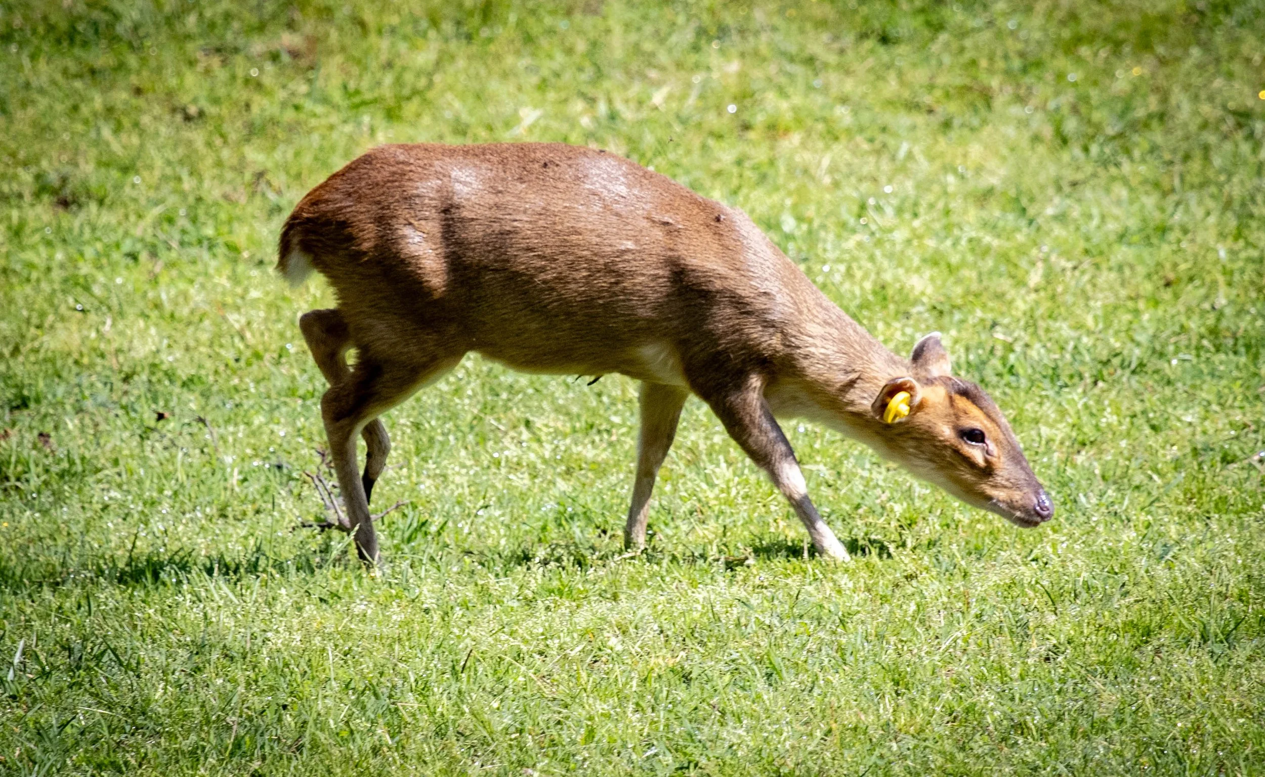 Reeves Muntjac (1 of 1).jpg