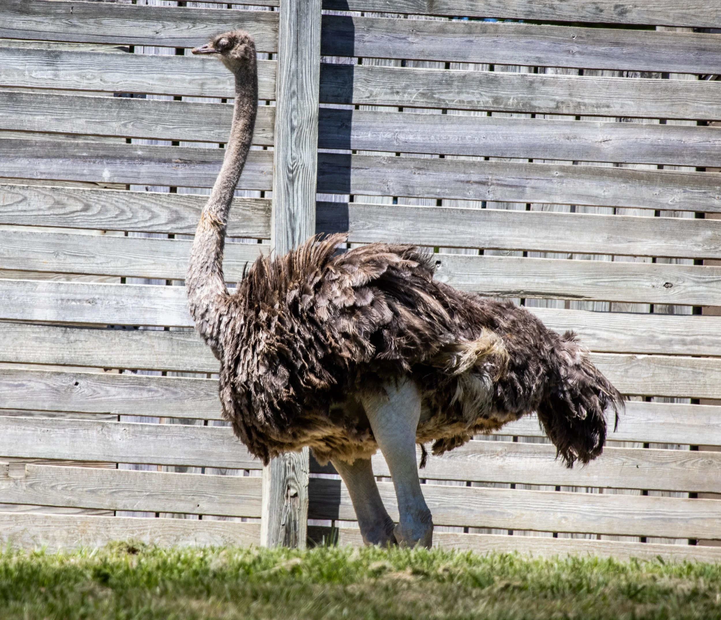 Copy of Ostrich.jpg