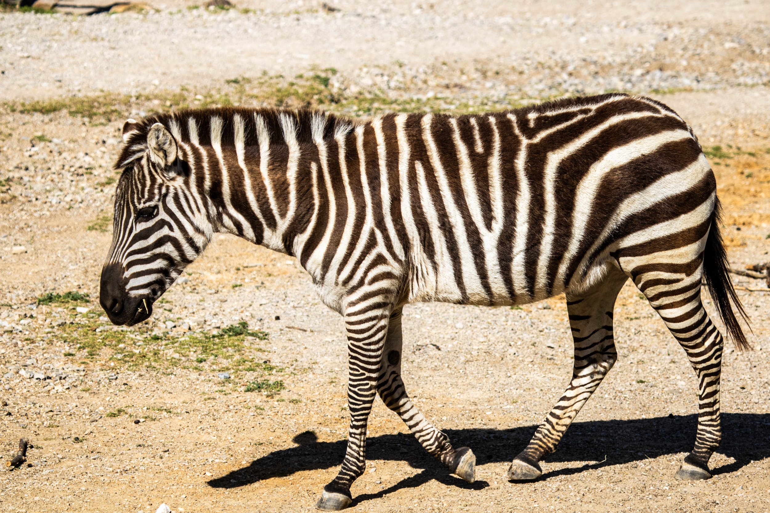 zebra (1 of 1)(1).jpg