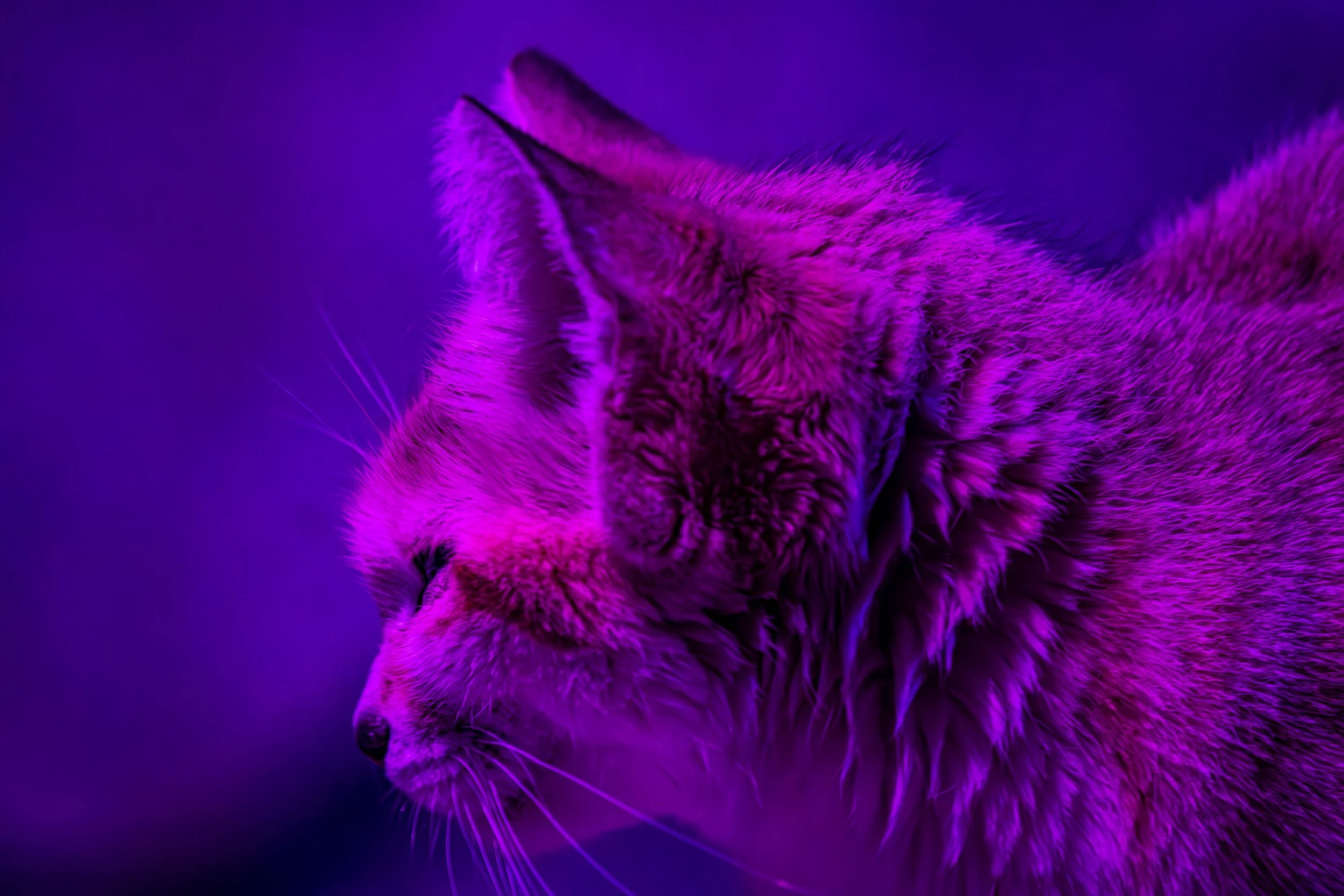 Copy of sand cat (1 of 1).jpg