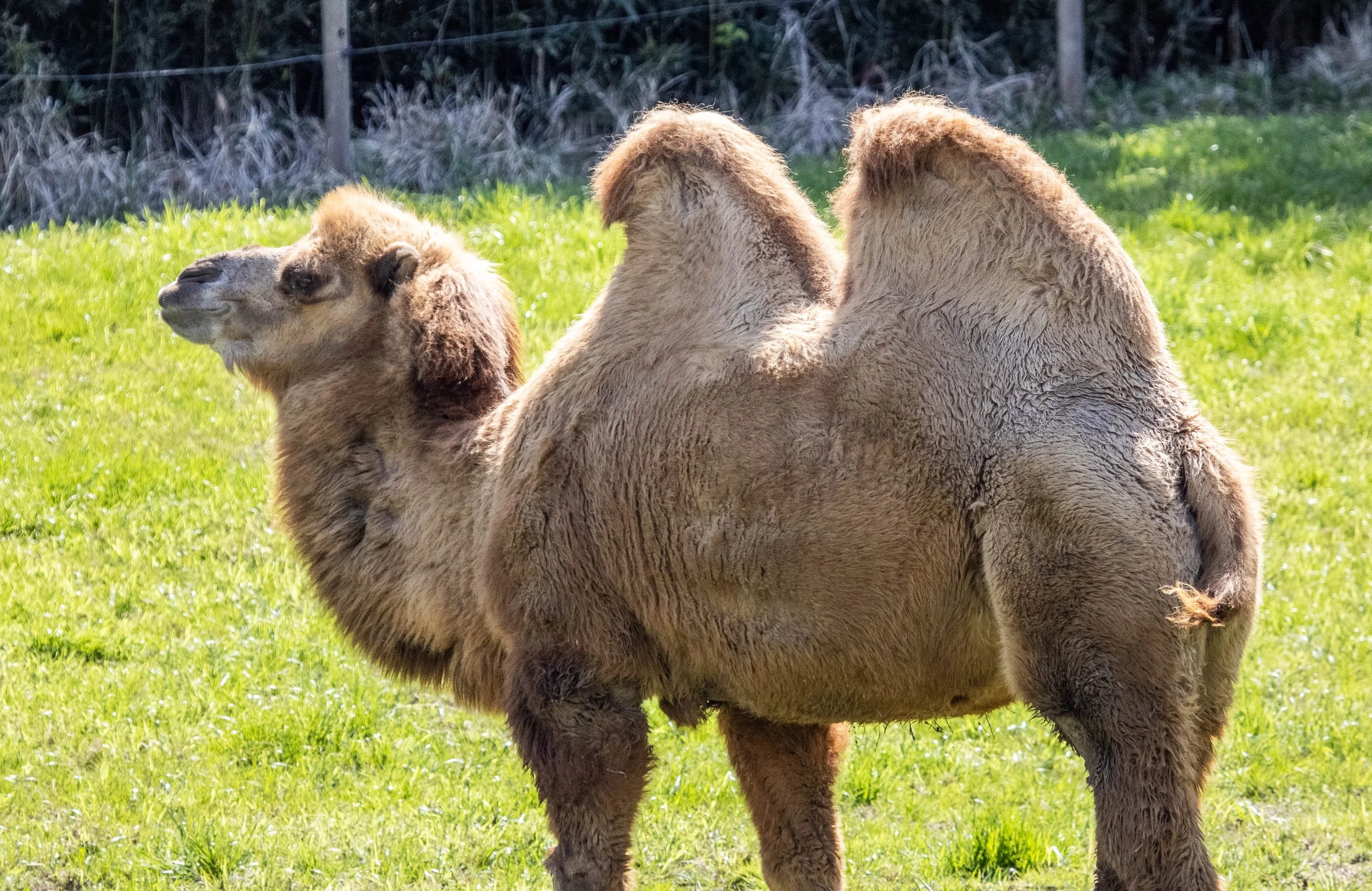 Two camels resting on green grass in an outdoor setting with a background of dried grass and trees.