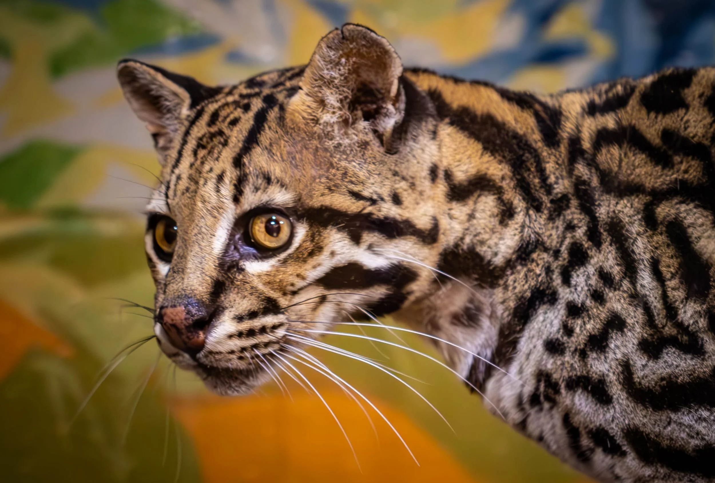 Close-up of a leopard with yellow eyes, spotted fur, and alert ears, surrounded by blurred green and yellow foliage.
