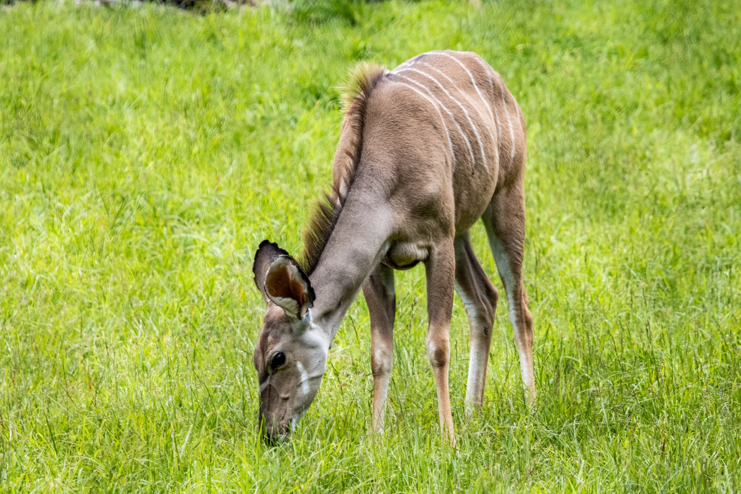 Greater kudu 2 (1 of 1).jpg