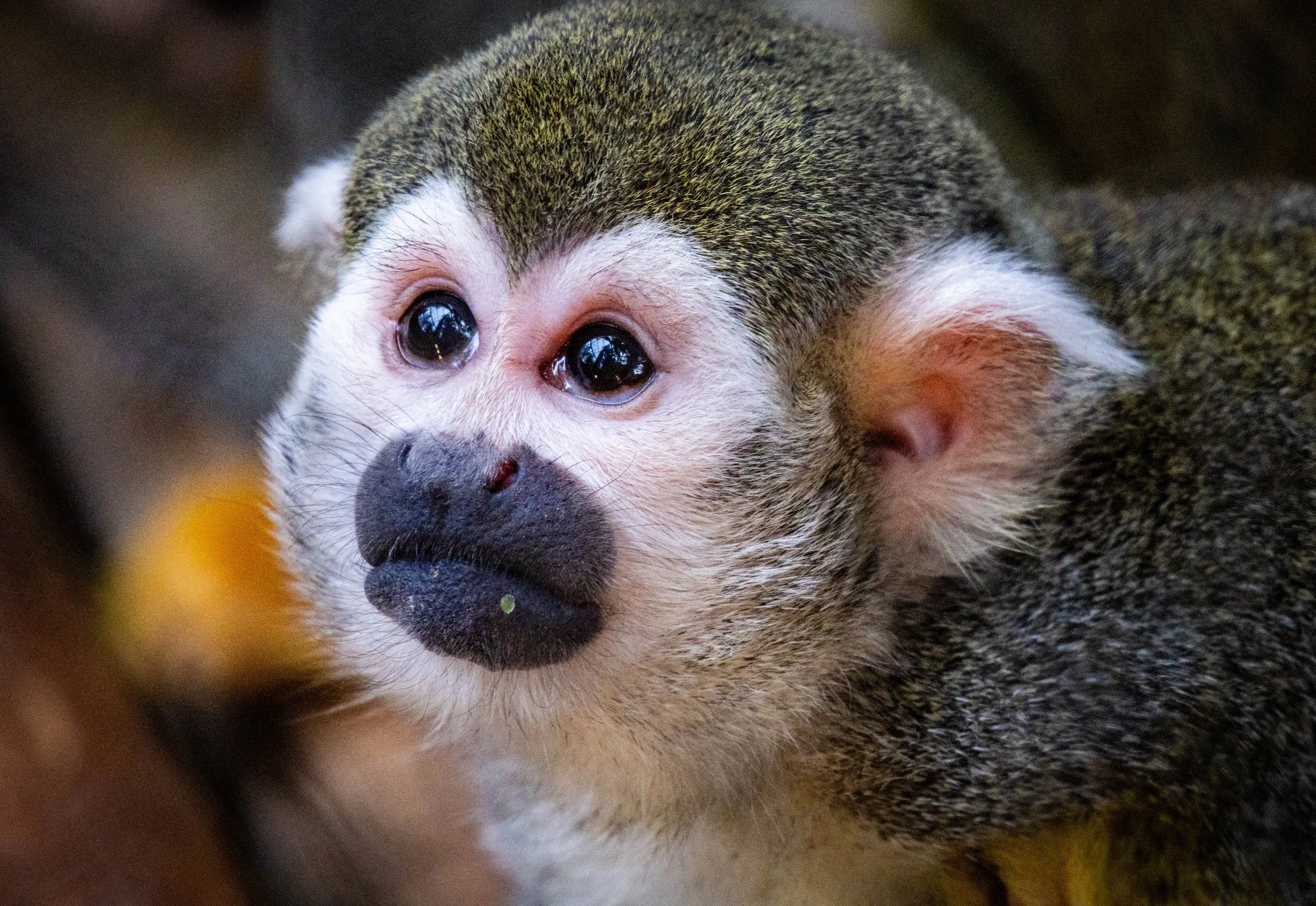 Close-up of a small monkey with large, dark eyes, white fur on its face, and brown and black fur on its head and body.