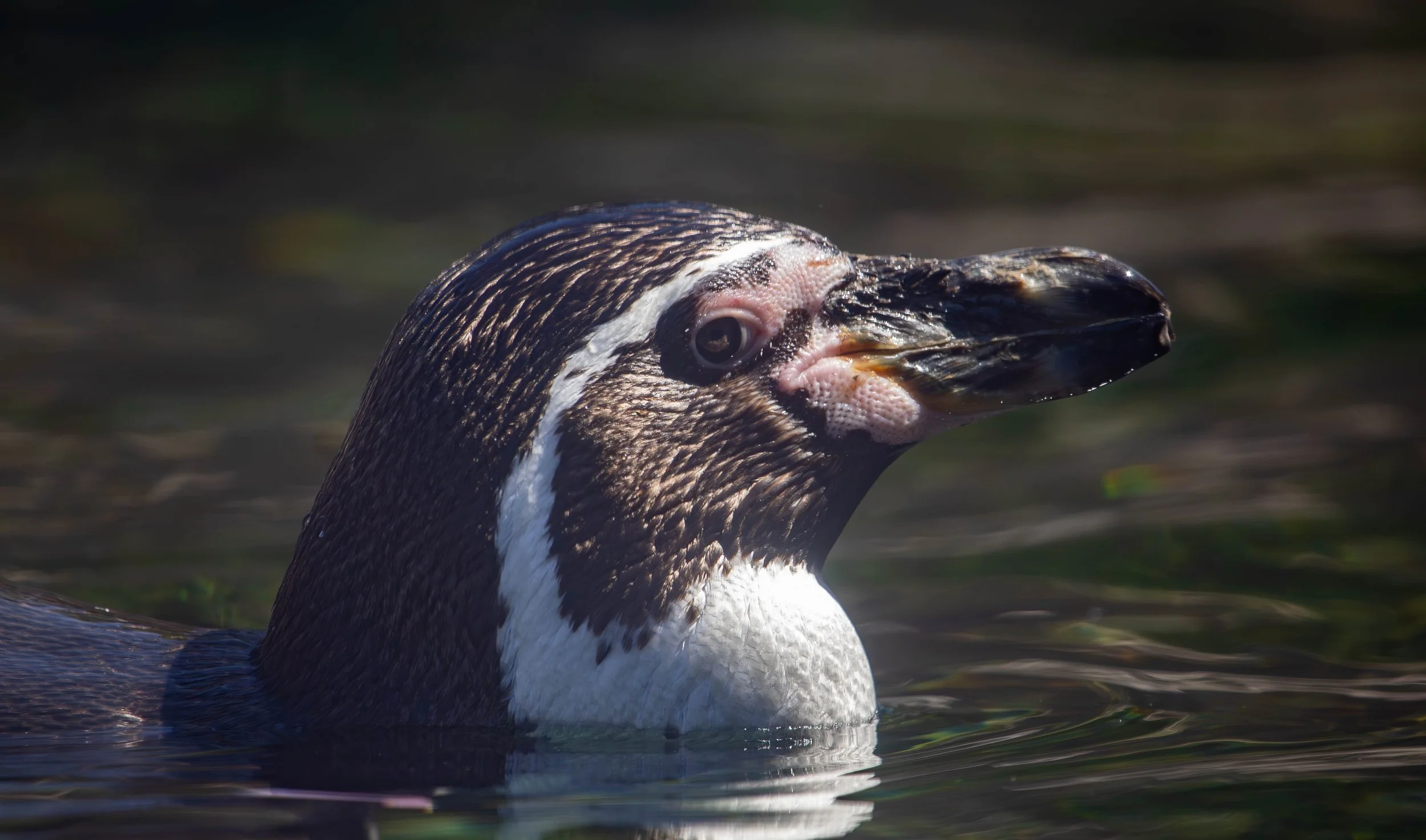 penguin 1 (1 of 1).jpg
