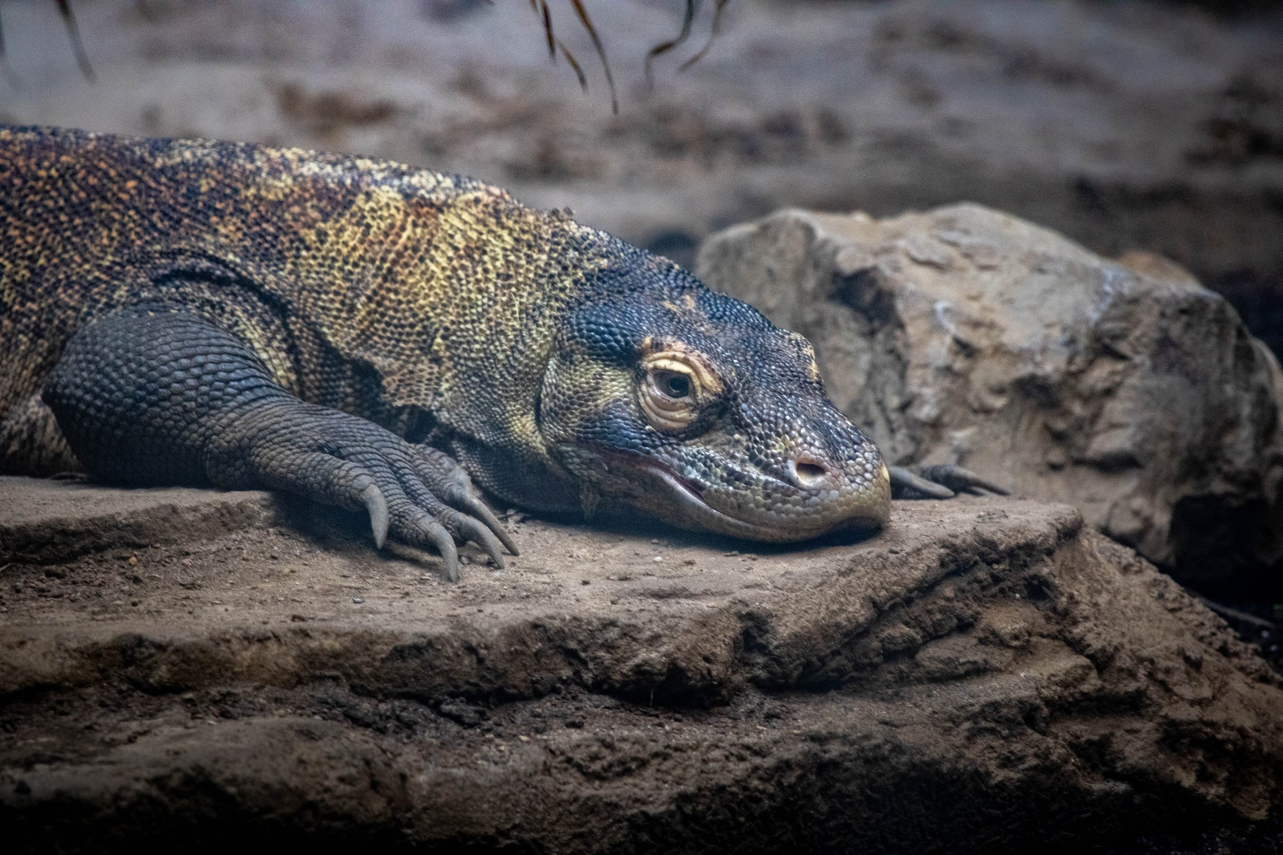 komodo dragon (1 of 1) (1).jpg