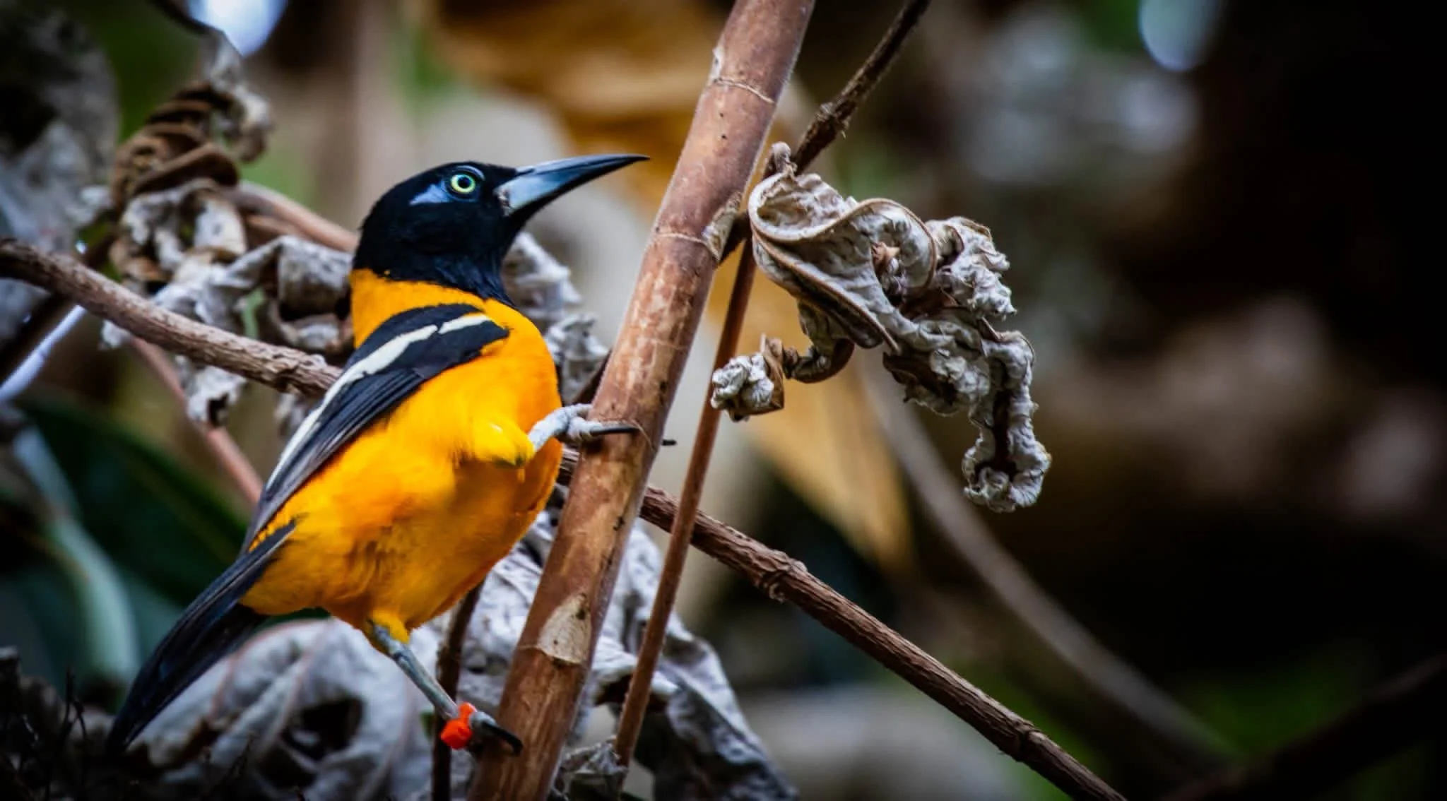 Copy of Venezuelan Troupial.jpg