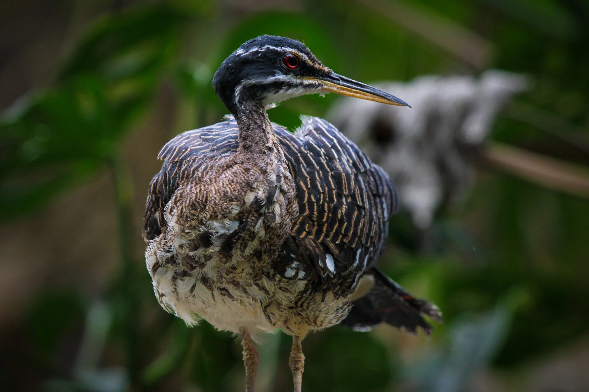 Copy of Sunbittern.jpg
