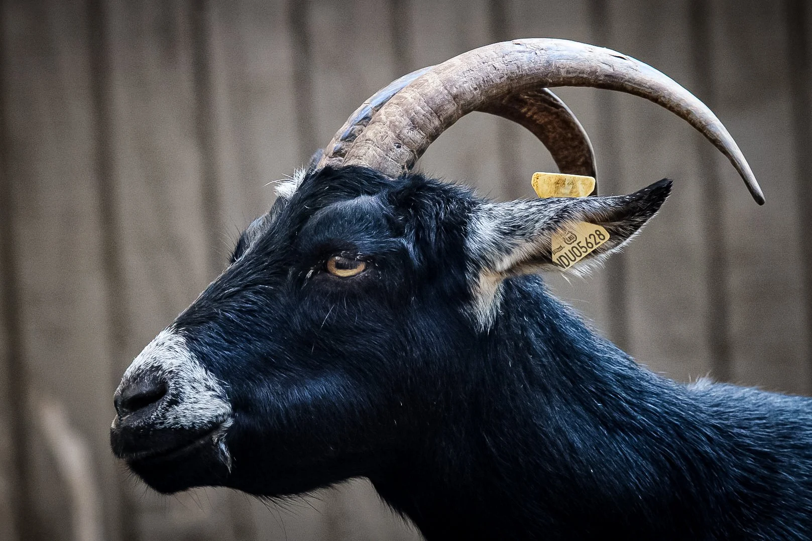 Copy of Goat.jpg