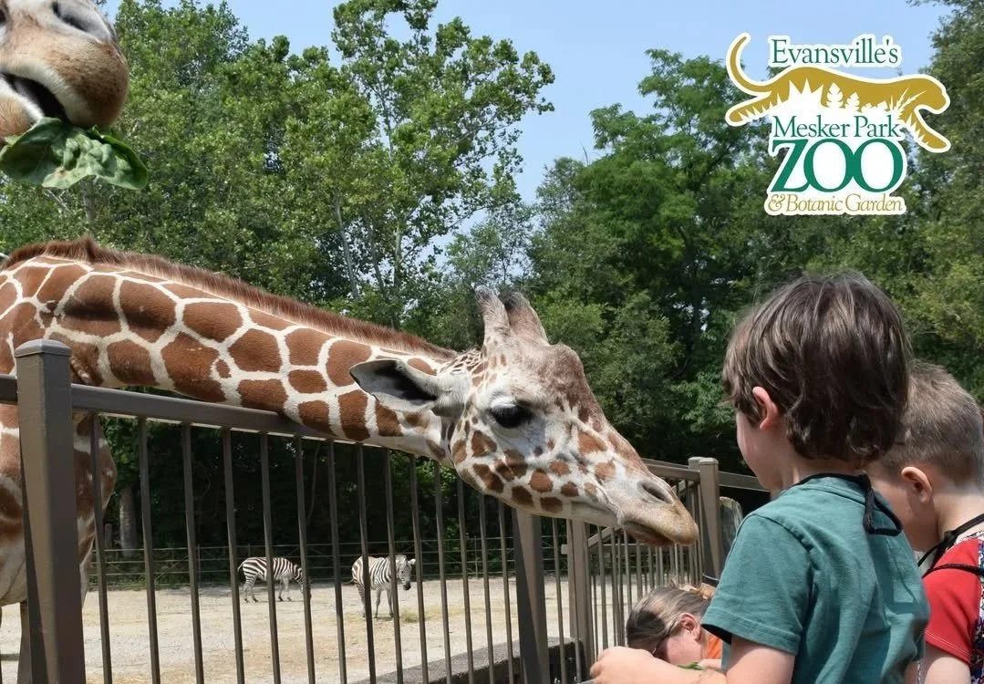 Children feeding a giraffe at the zoo with zebras in the background, at Evensville's Mesker Park Zoo & Botanic Garden.