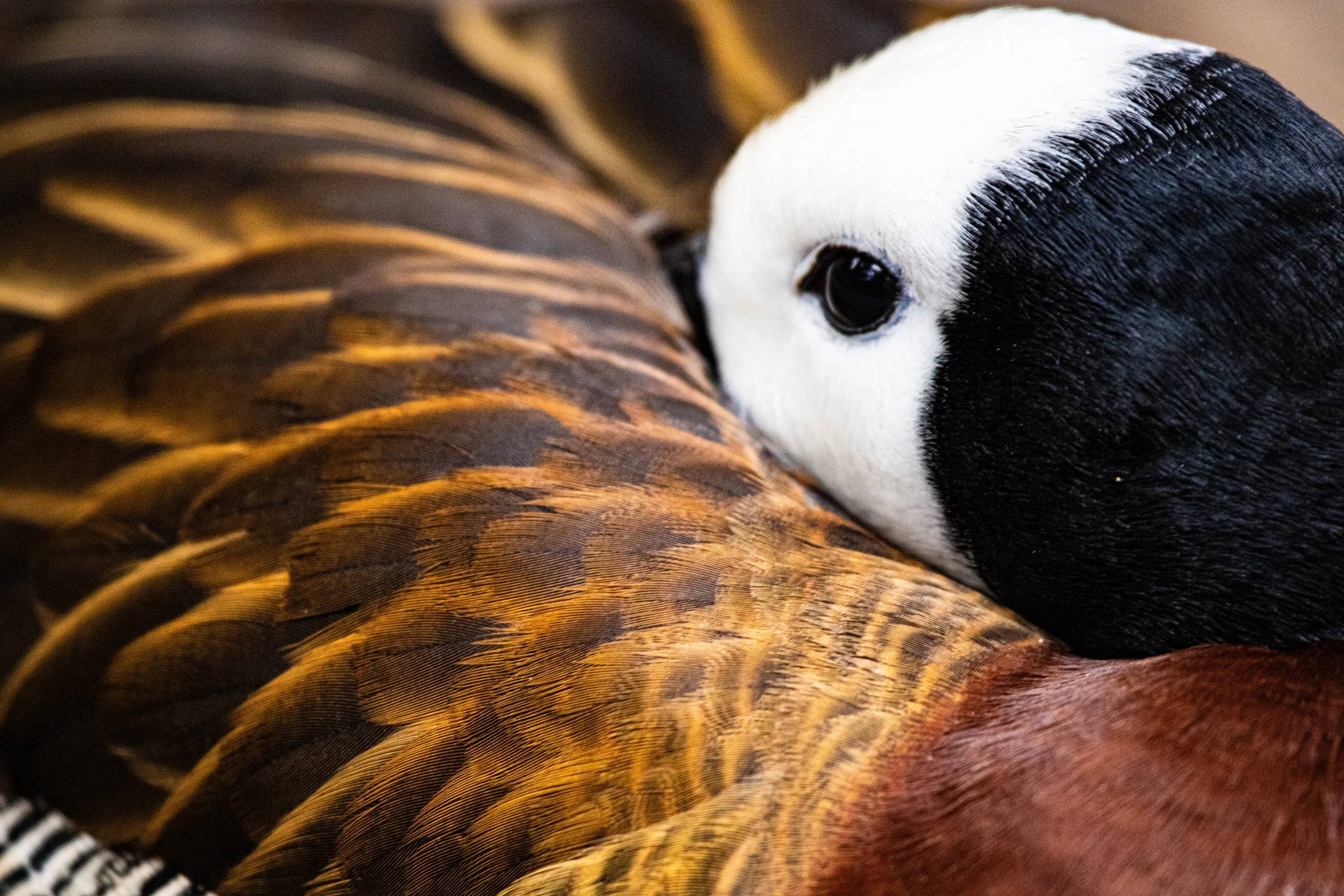 Copy of White-faced Whistling Duck.jpg