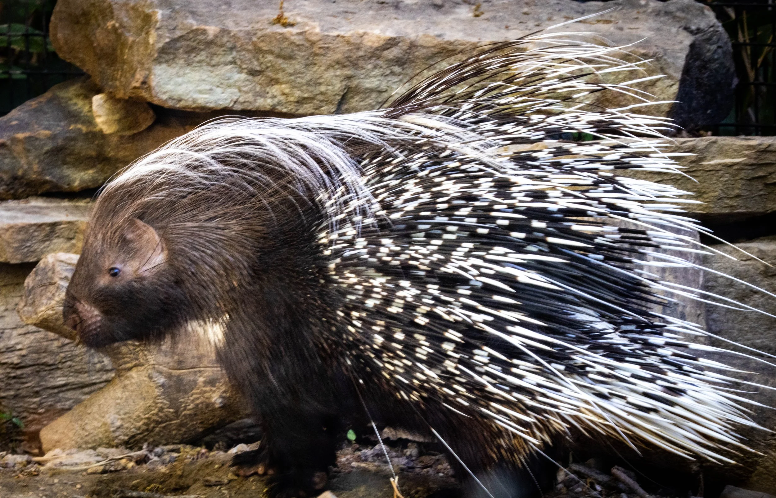 Copy of porcupine (1 of 1).jpg