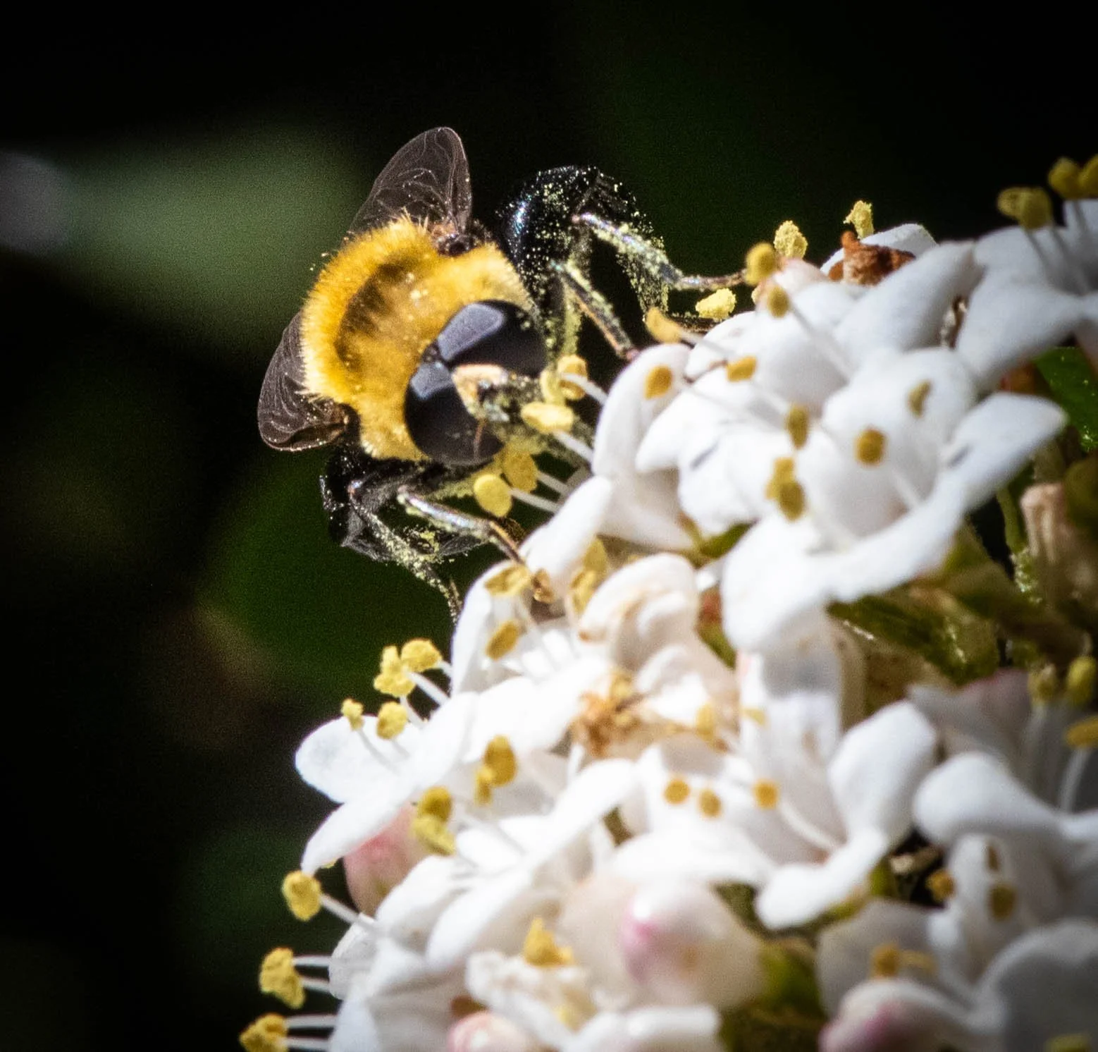 Copy of bee 3 (1 of 1).jpg